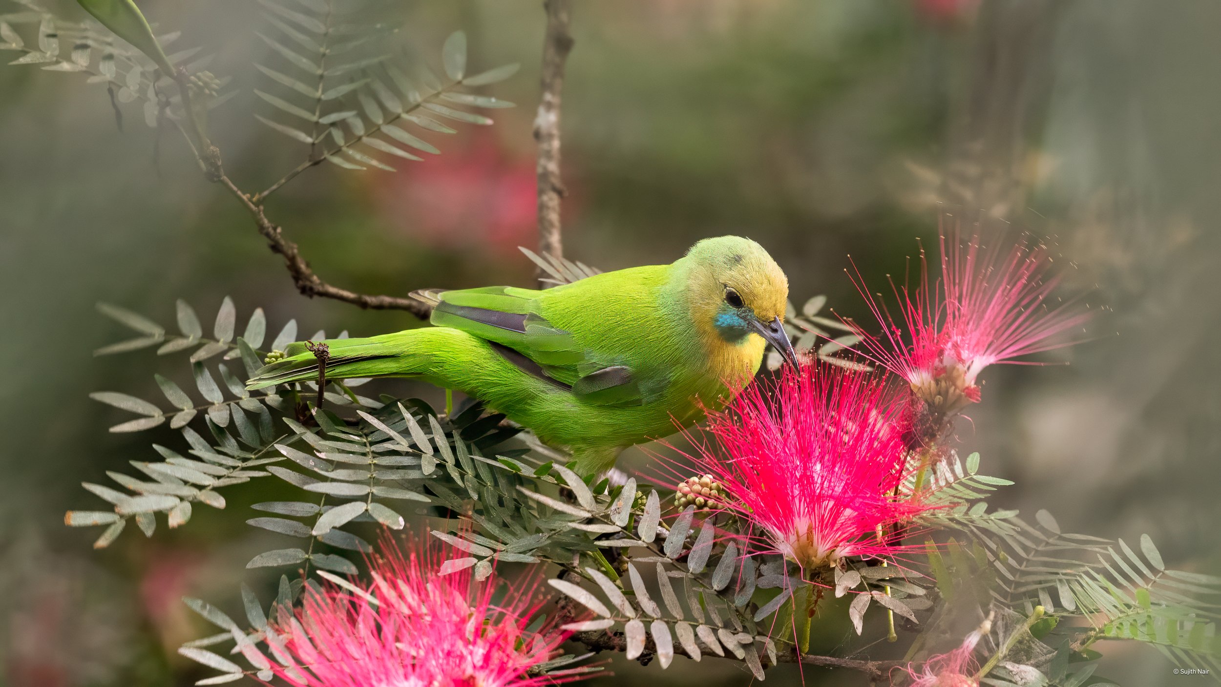 A colorful bird perched on a branch next to bright pink flowers.