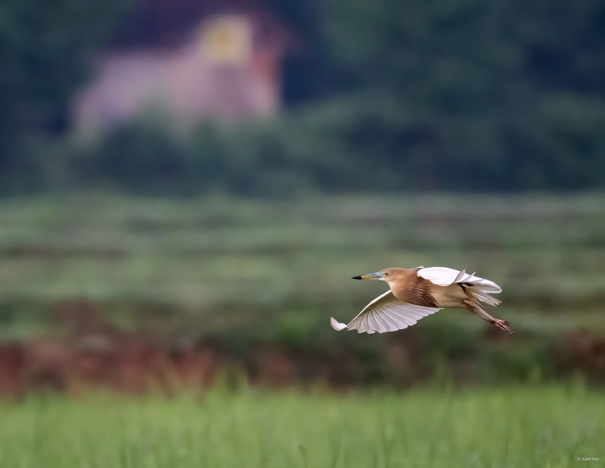 A heron flying low over a grassy field with a blurred landscape in the background.