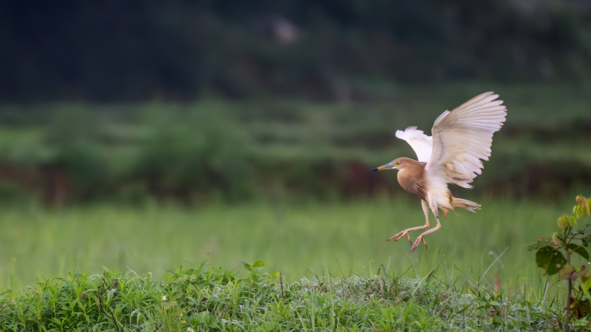 A heron landing in a grassy field during daytime, with wings spread wide and a blurred green background.
