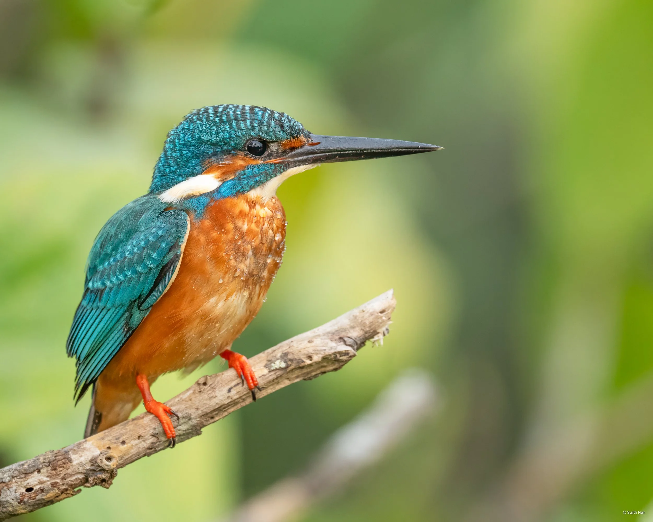 Colorful kingfisher bird perched on a branch in a blurred natural green background.