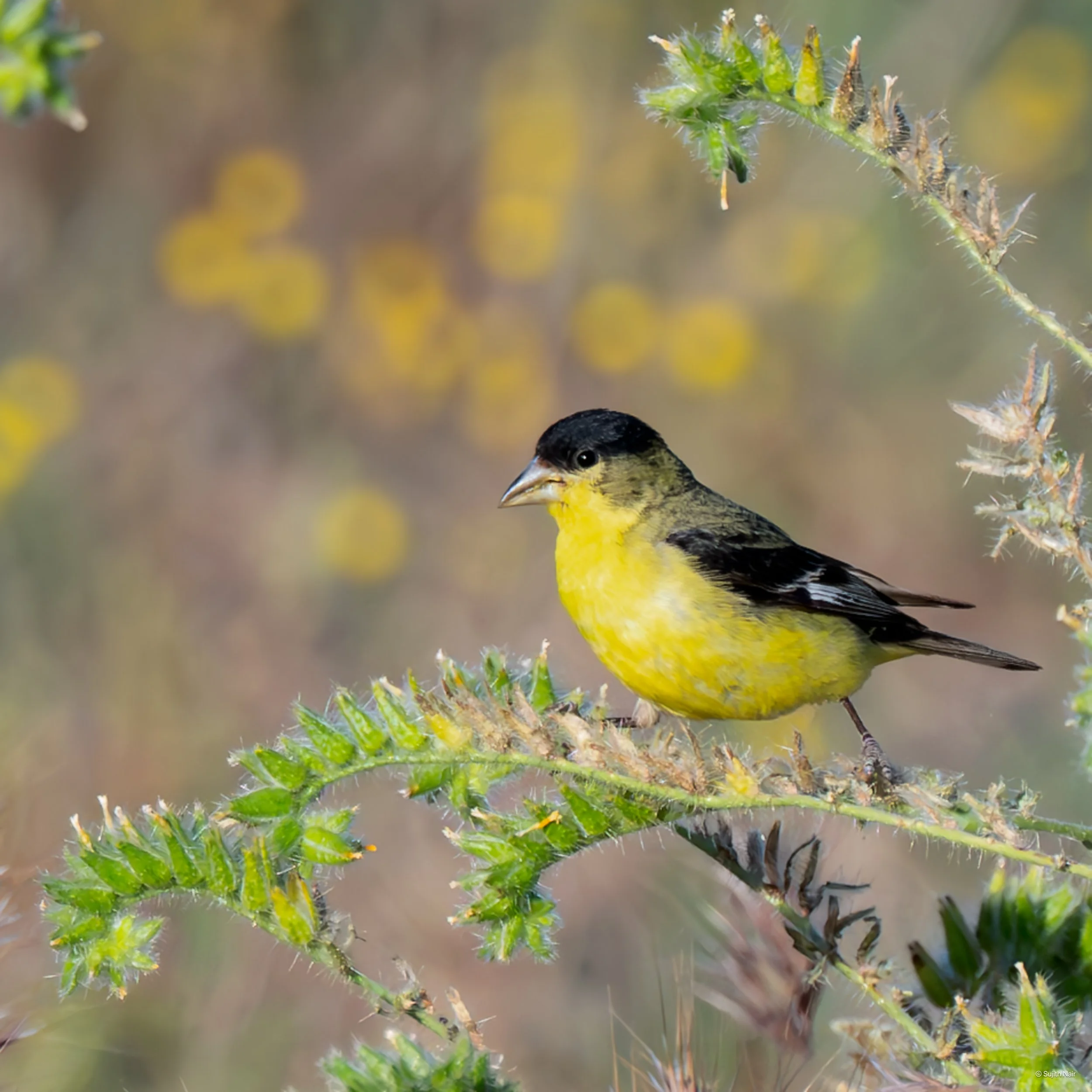 A yellow and black bird perched on a green, spiky plant with a blurry background of green and yellow foliage.