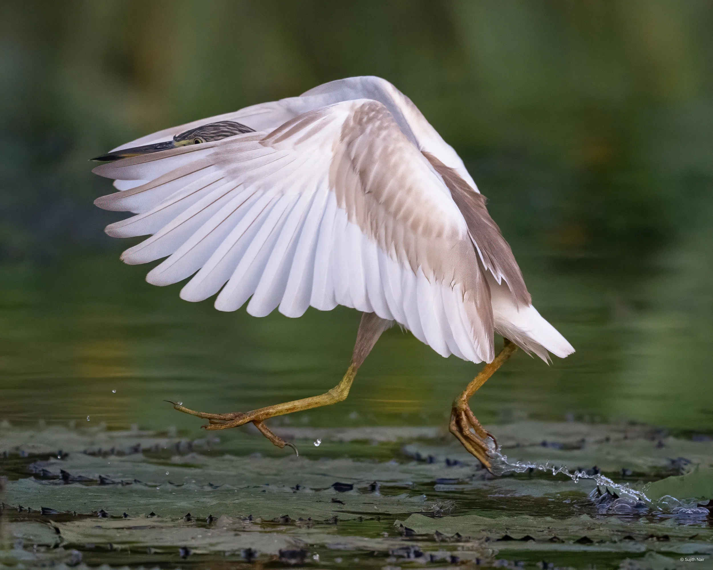 A heron walking on water with wings partially extended and water lilies on the water's surface.