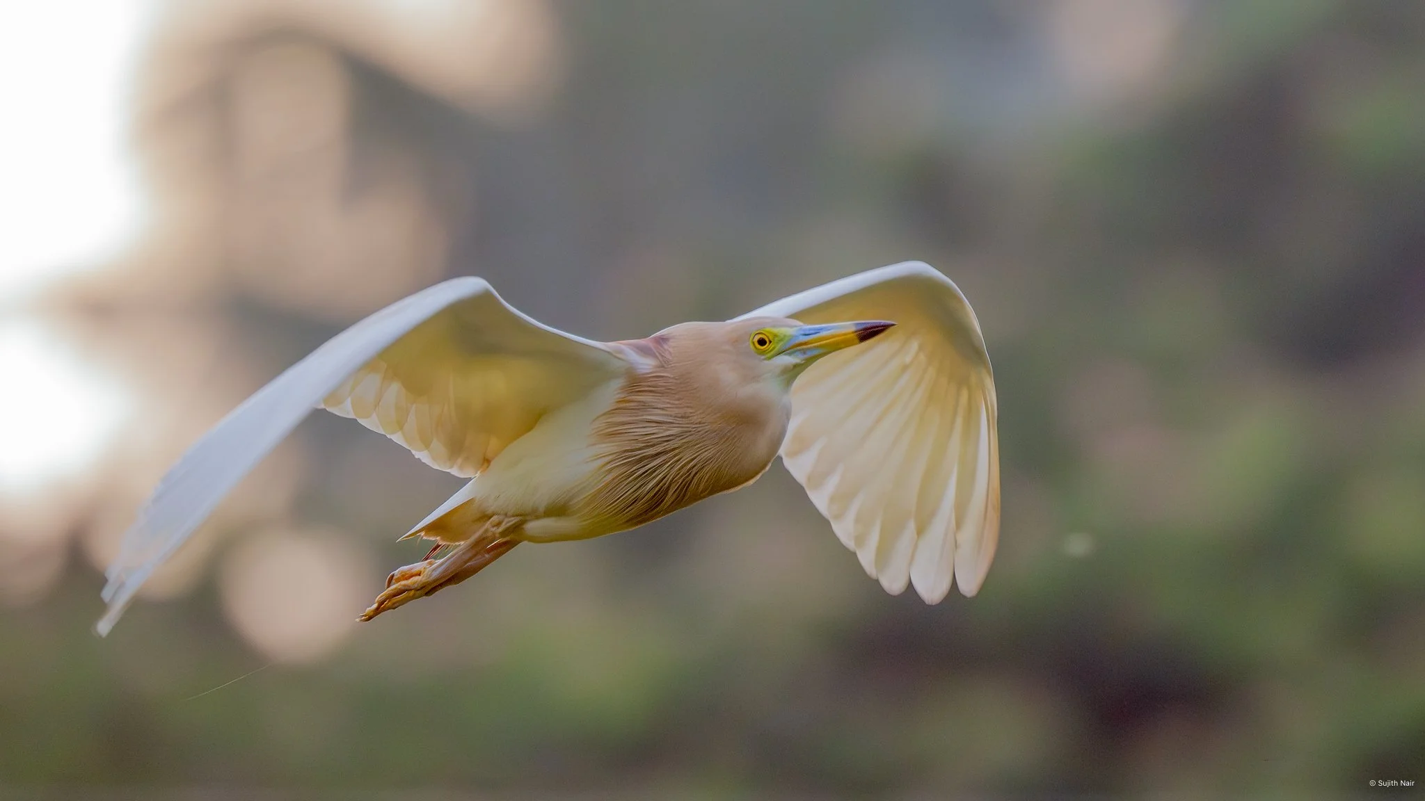A heron flying with wings spread wide over a blurred background.