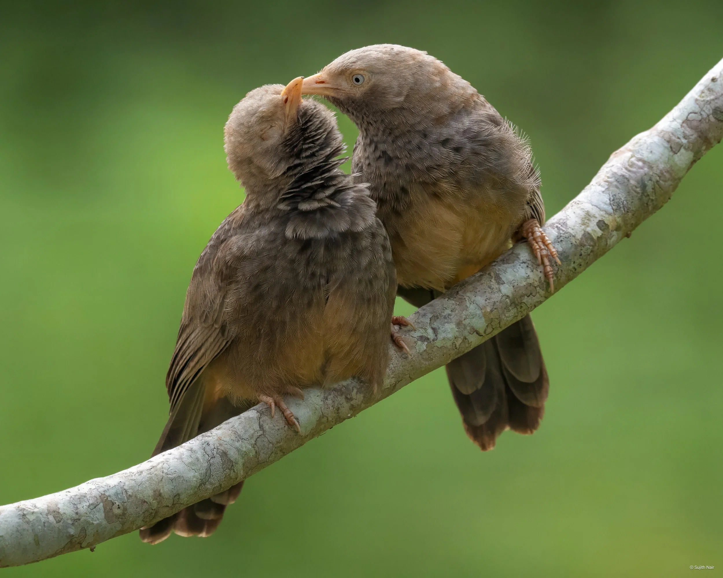 Two birds on a tree branch, touching beaks, with a blurred green background.
