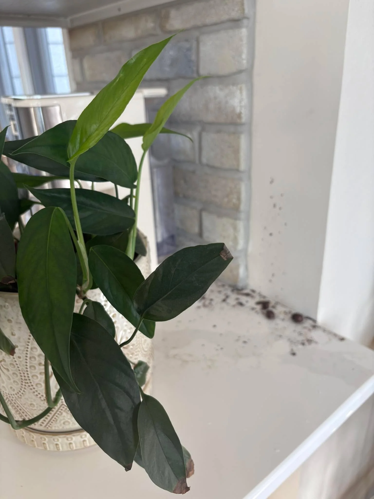 Sometimes leadership looks like this&hellip;

Nope no clever far reaching metaphor this morning. Just good ol fashion mess. I was rushing to record a podcast, threw water in my plant (literally), more water and soil came out than went in. 

Morale to