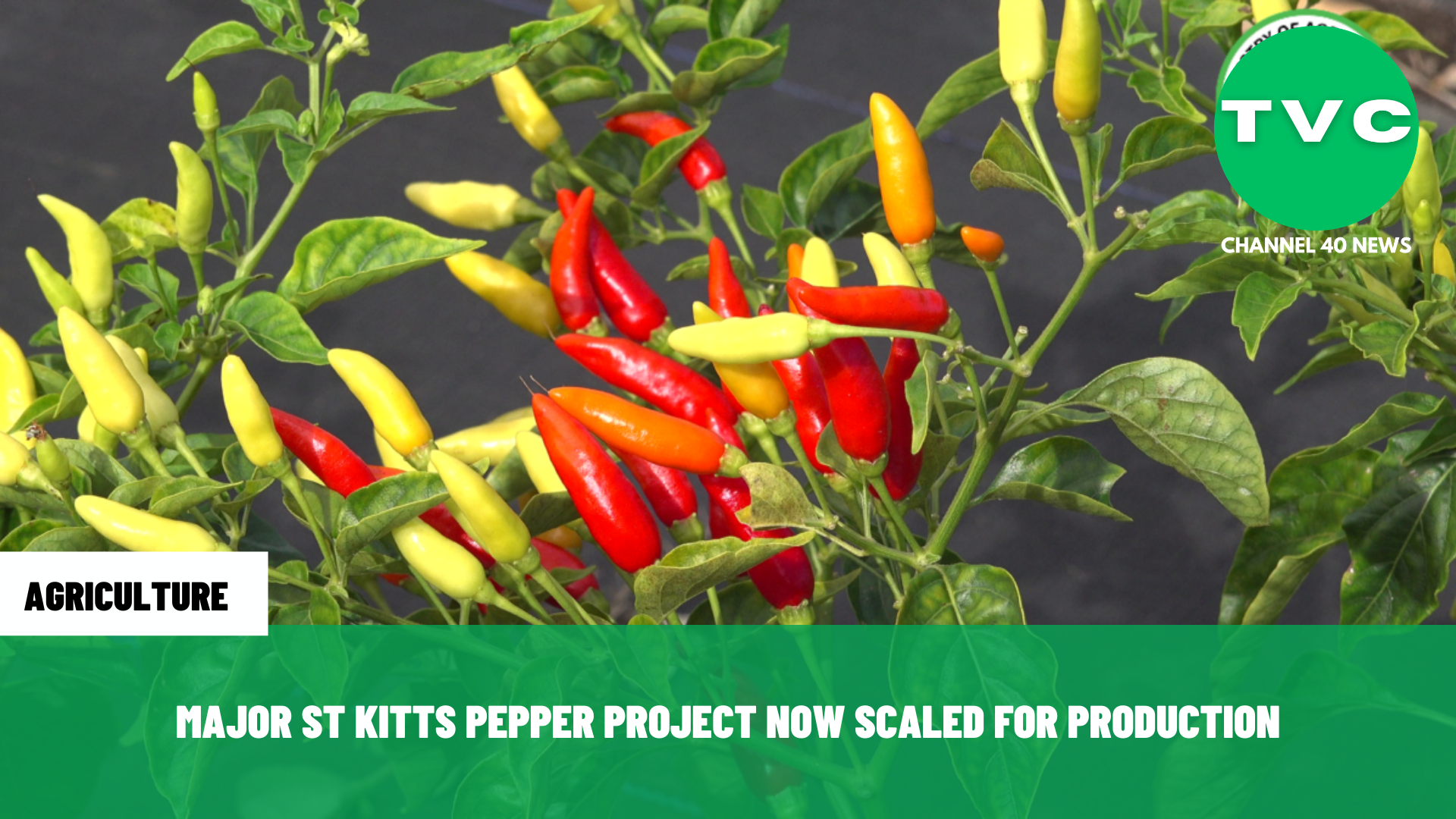MAJOR ST KITTS PEPPER PROJECT NOW SCALED FOR PRODUCTION