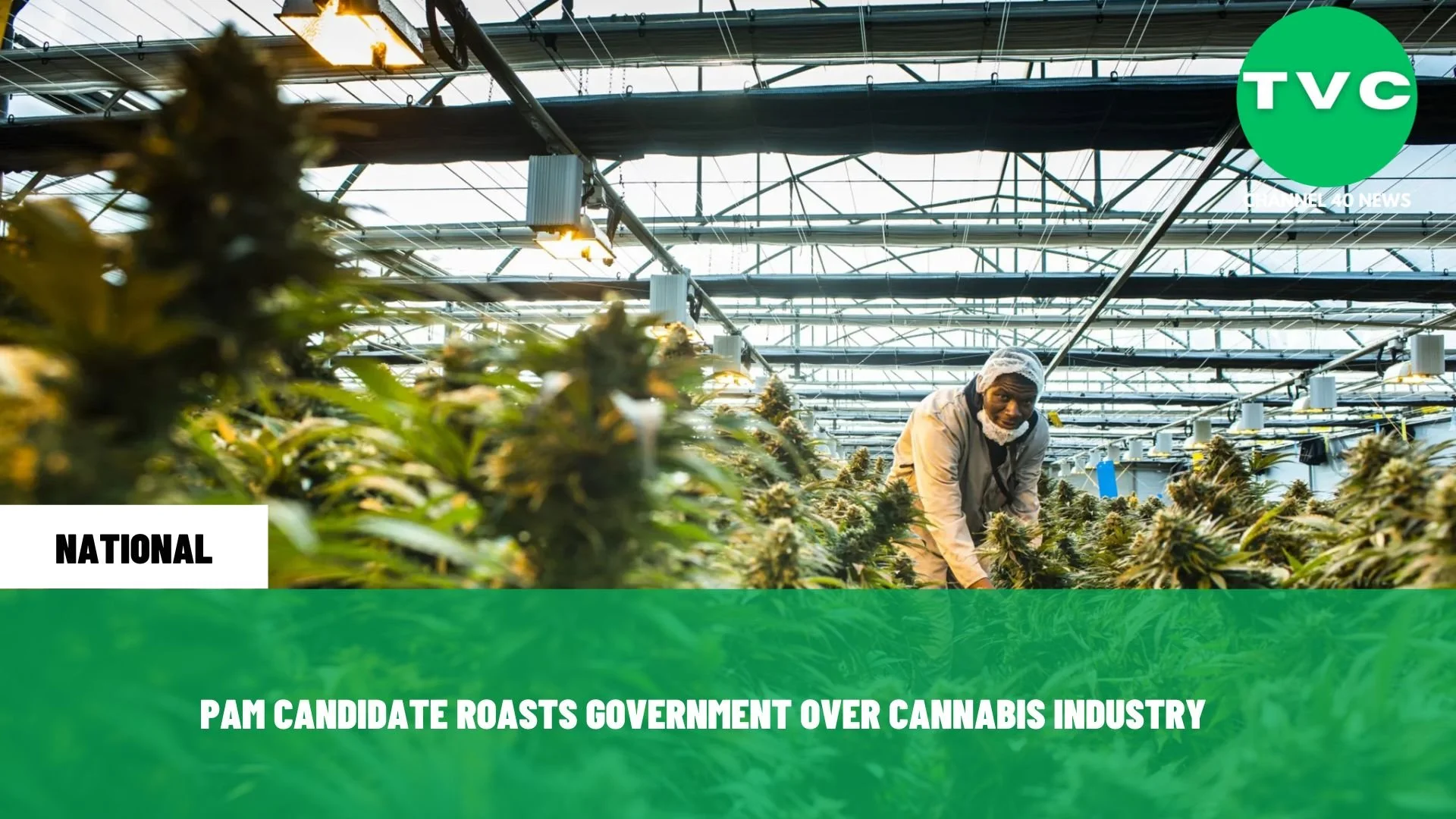 PAM CANDIDATE ROASTS GOVERNMENT OVER CANNABIS INDUSTRY