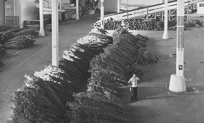 Do you have a live tree in your house this year? The annual Christmas tree delivery to Hawaiʻi is a holiday tradition dating back more than 100 years. Thanks to Pasha and Matson for delivering our Christmas cheer every year!⁠
⁠
Happy Holidays from Su