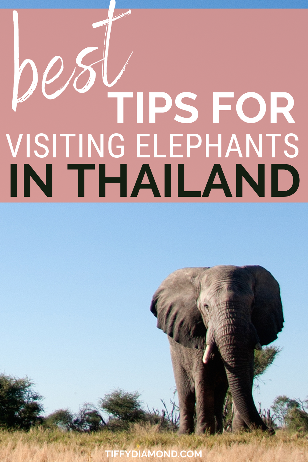 5c4d2-besttipsforvisitingelephantsinthailand.png