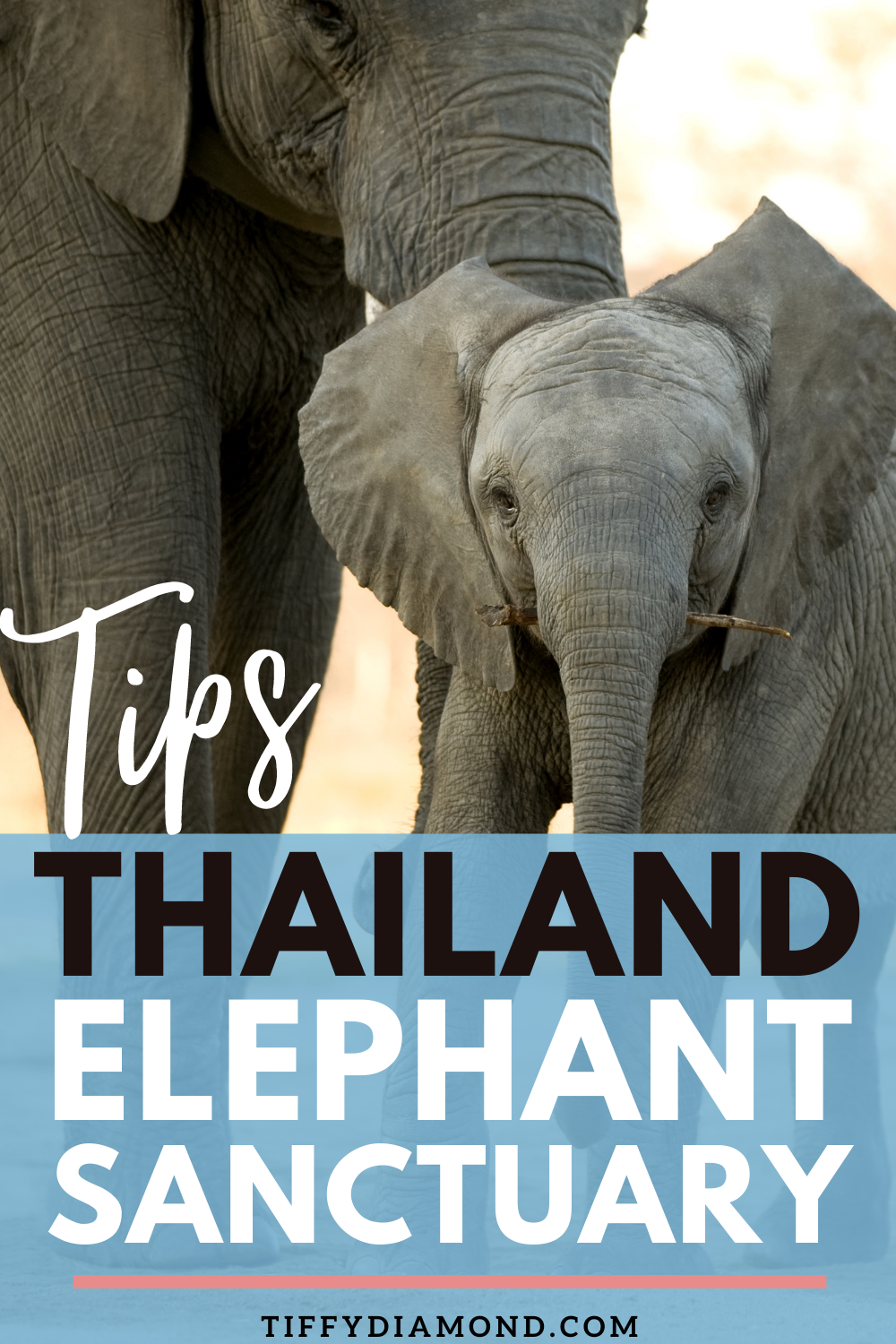 969e1-tipsthailandelephantsanctuary.png