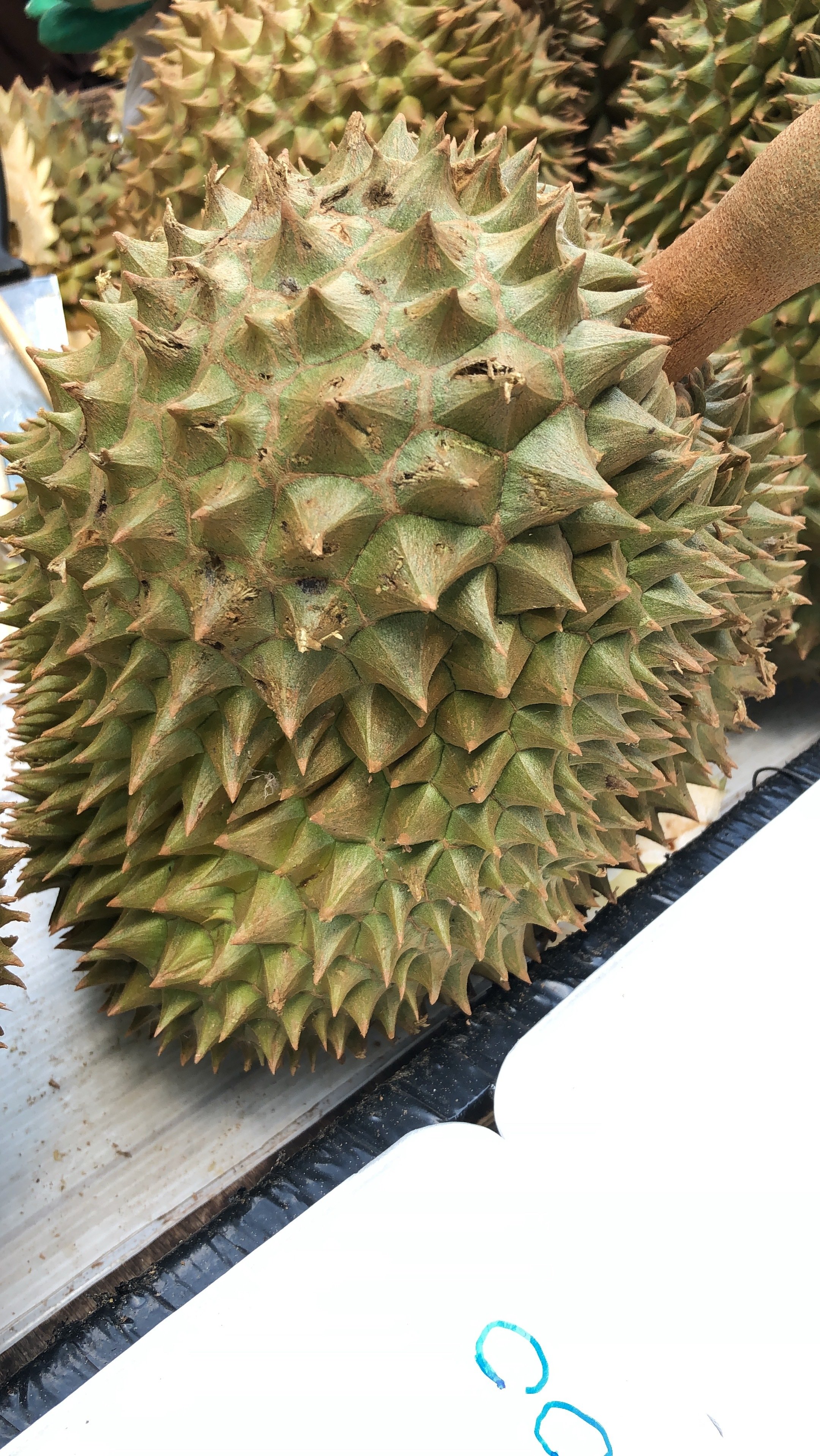3d333-durianfruit.jpg