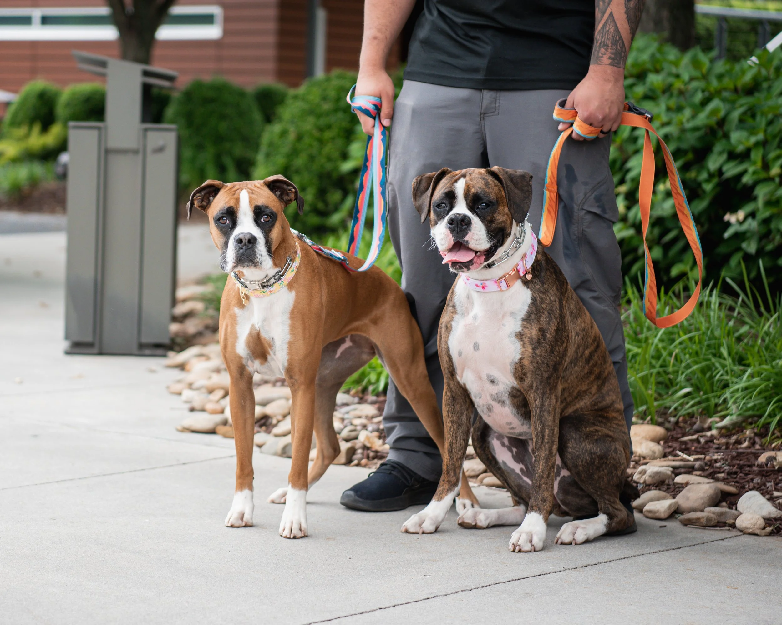 WinstonSalem, NC Dog Trainer Professional Obedience & Behavior Training