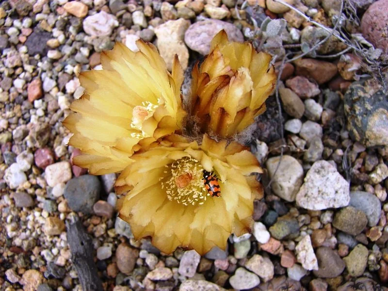 Conservation-Litigation.org update: the cacti finally have their day in court