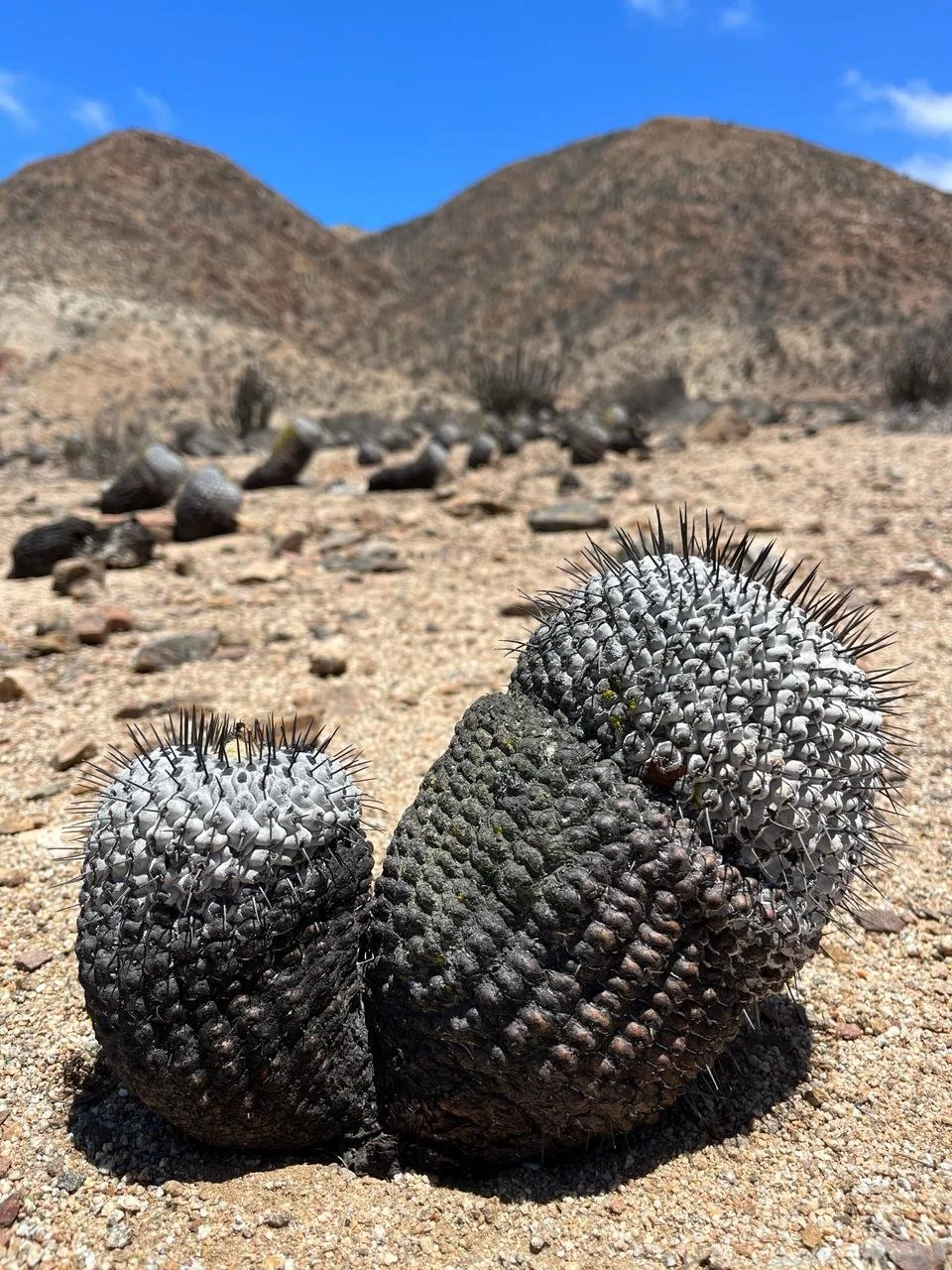 Press Release: Cacti will have their day in court
