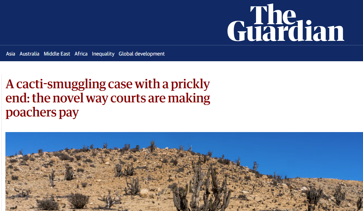 The Atacama Cactus case gains global media recognition