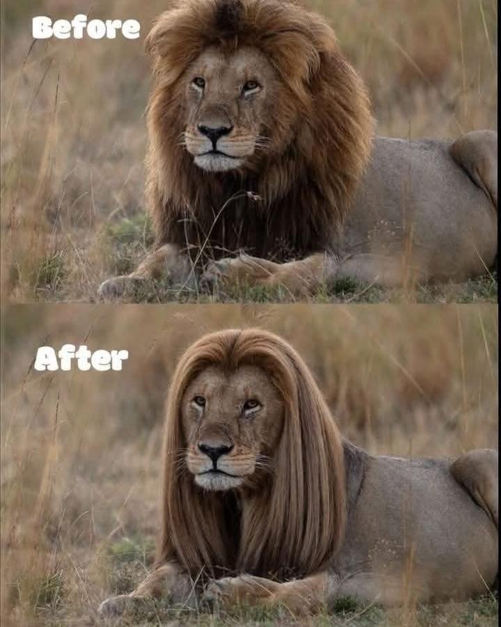 Before: King of the Jungle
After: King of the Blowout
Even the fiercest need a little self-care sometimes! From wild to wow — we handle manes of all kinds (but mostly the human ones).
Ready for your own transformation? Book your next hair a