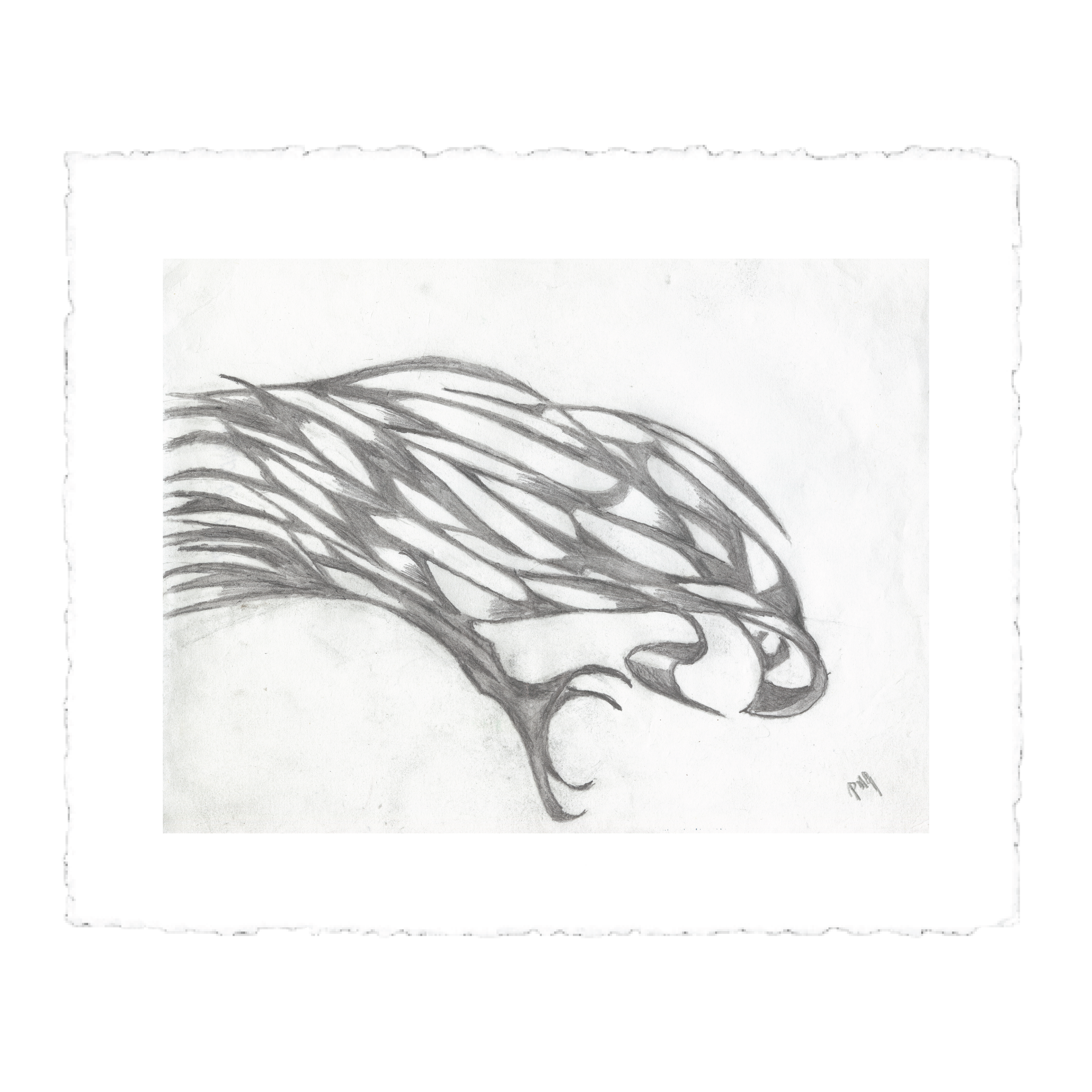 BirdofPrey-03.png