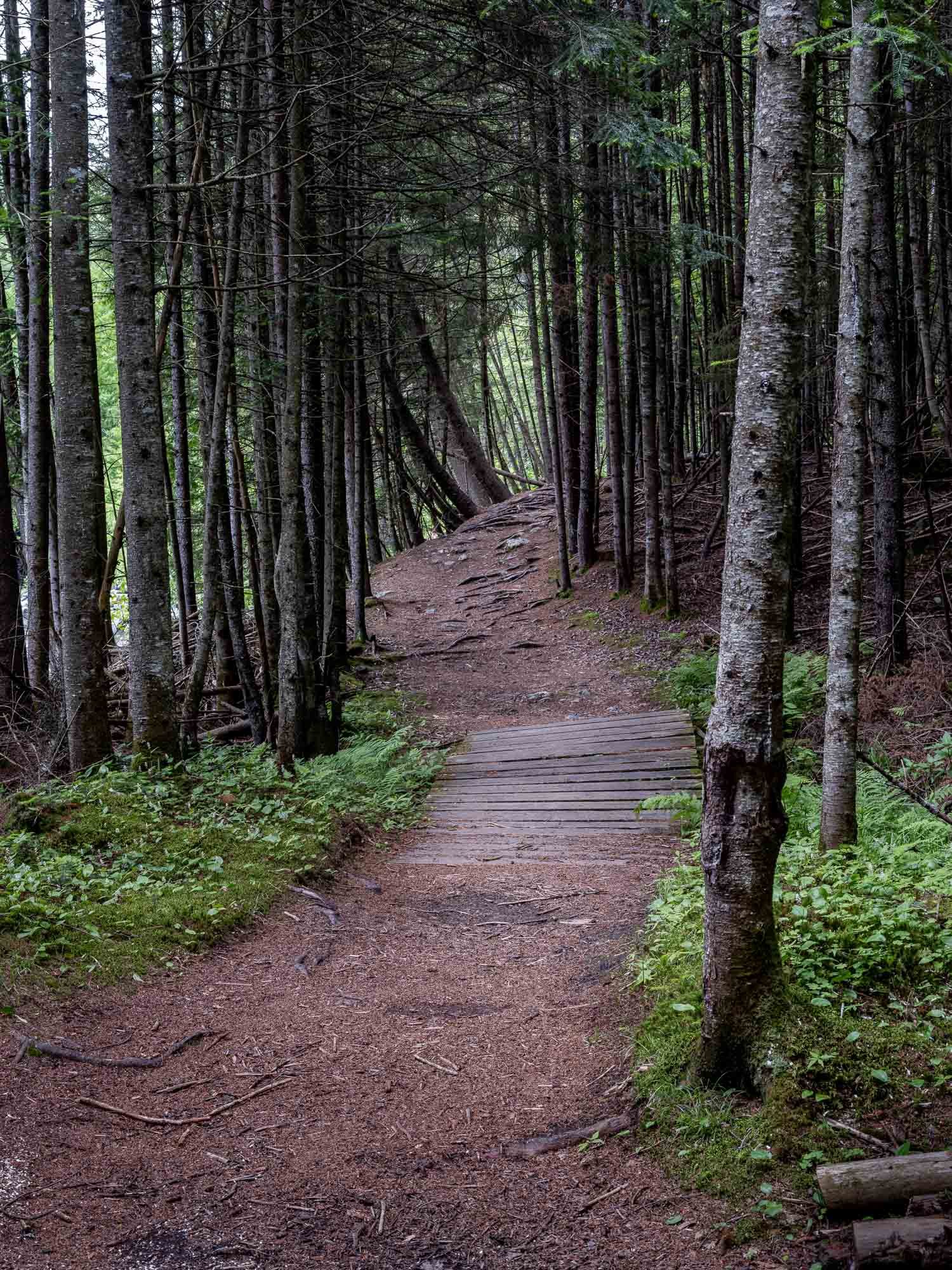 WOODS-2.jpg