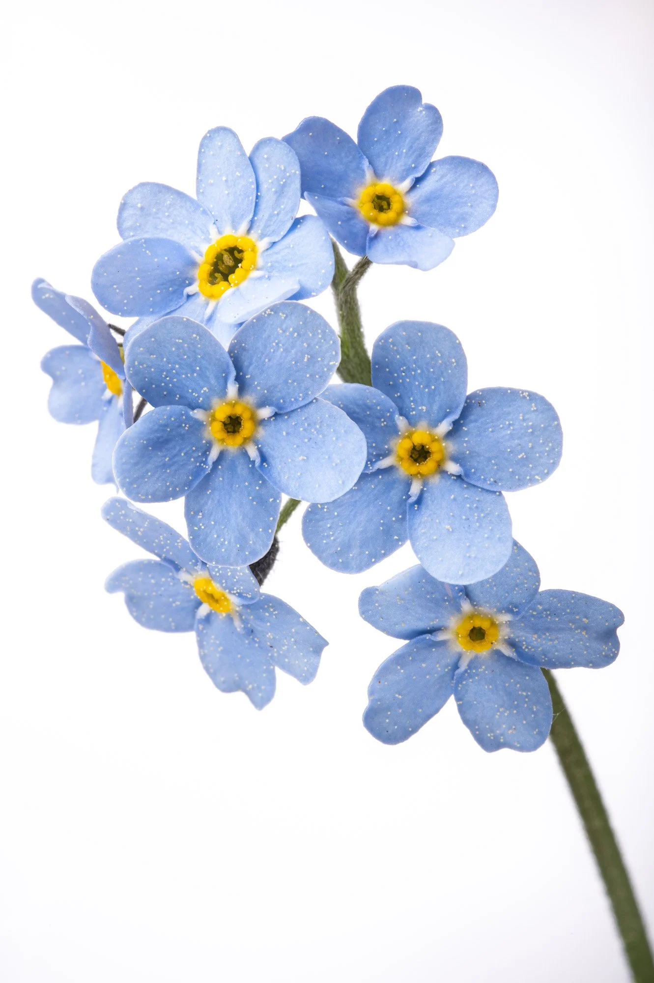 FLOWERS-3.jpg