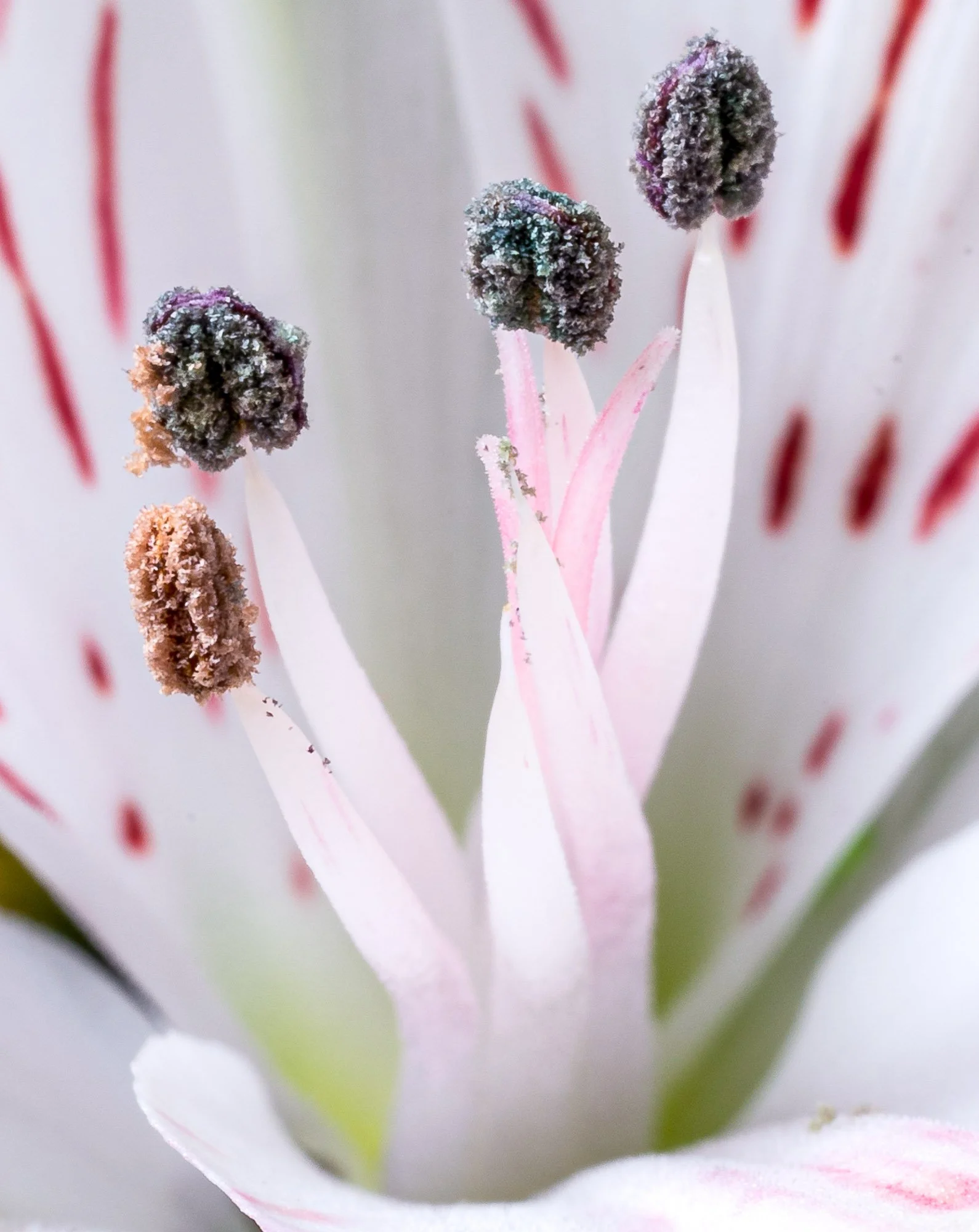 FLOWERS-7.jpg