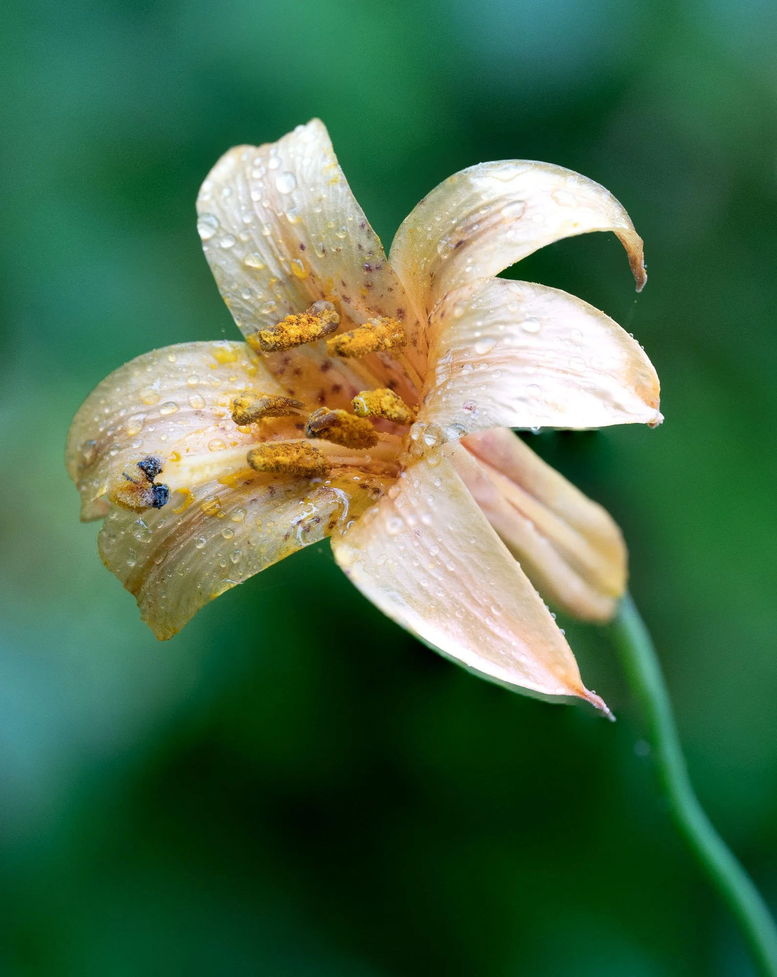 FLOWERS-4.jpg