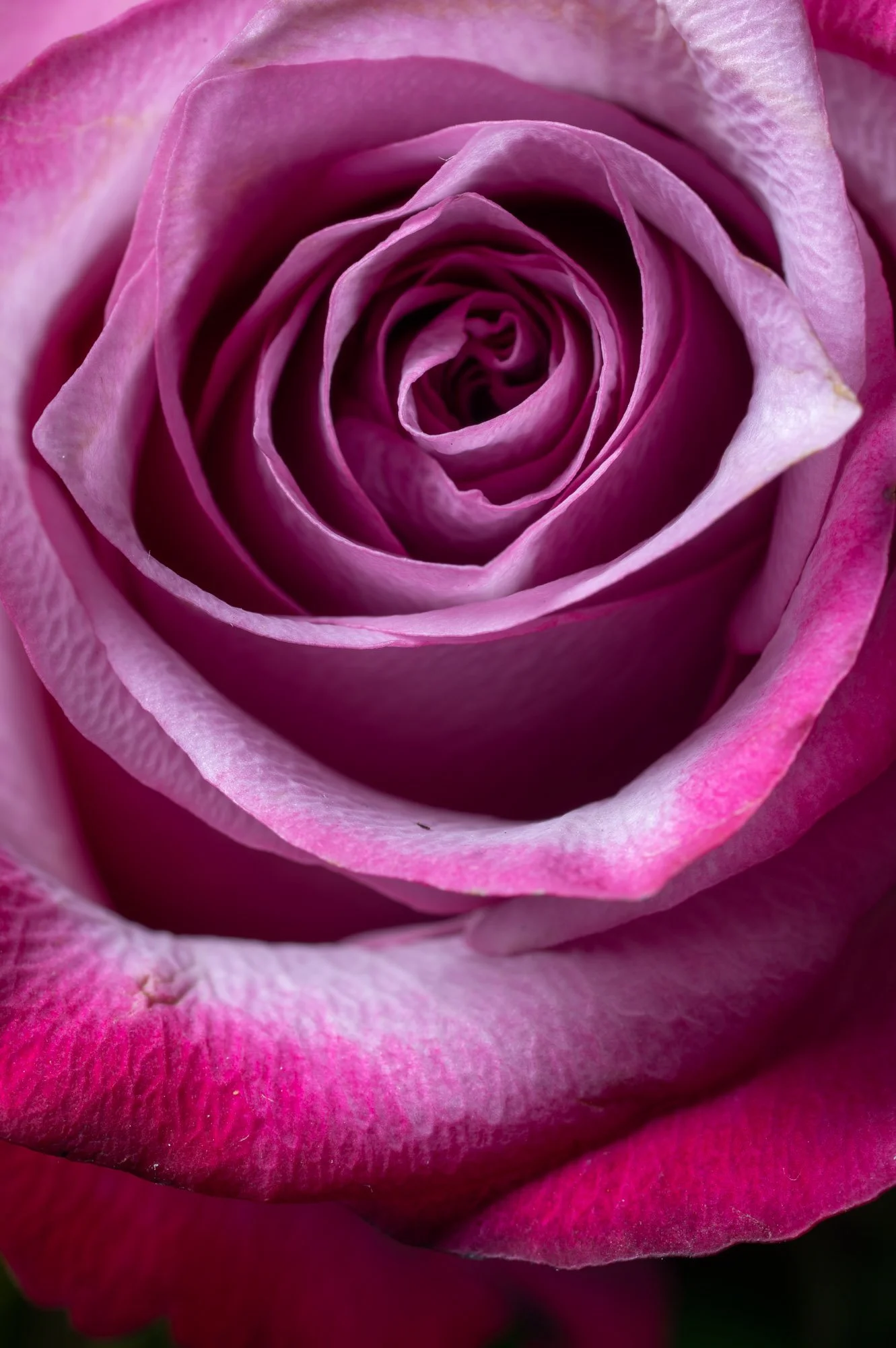 FLOWERS-6.jpg