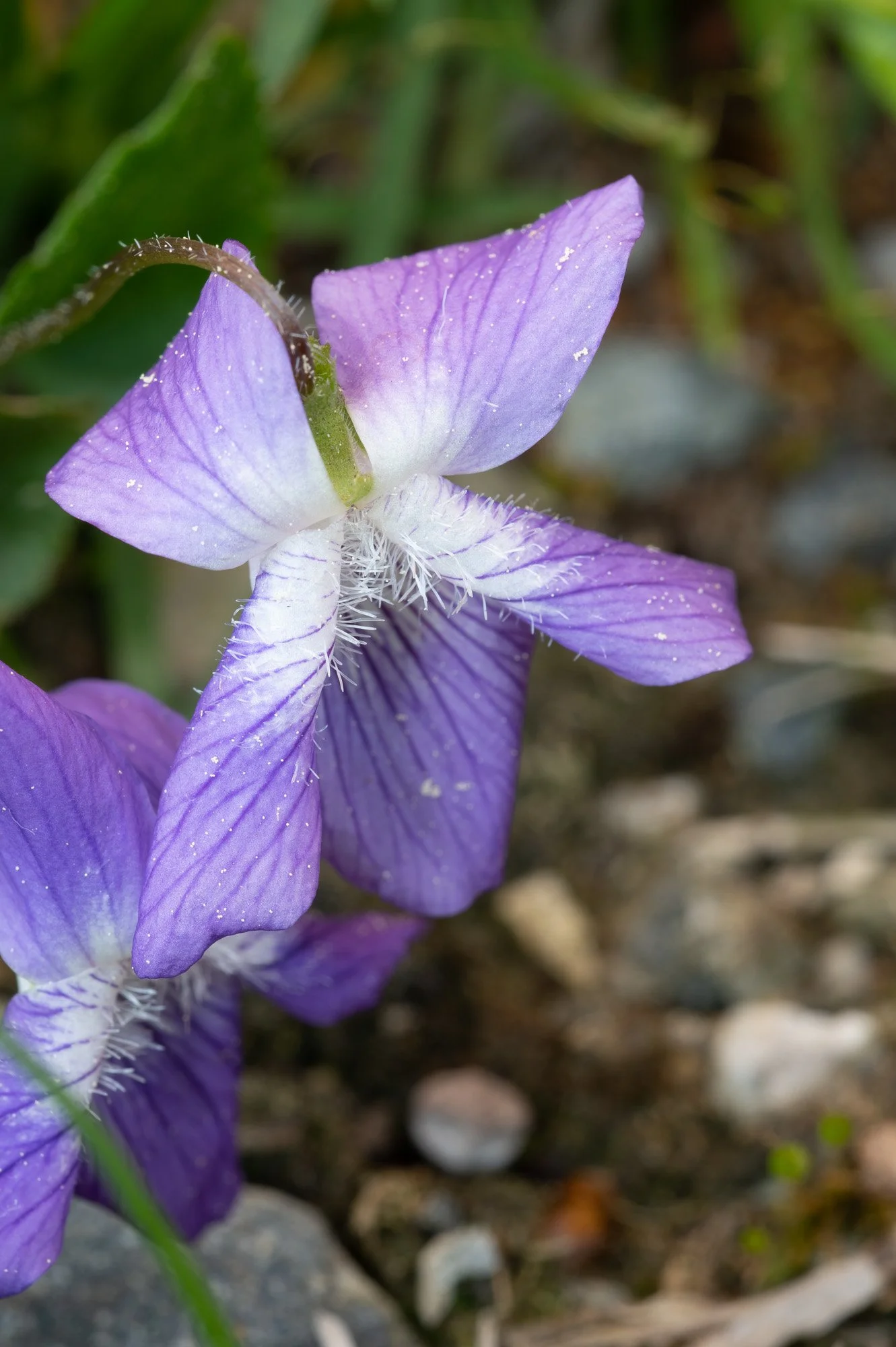 FLOWERS-2.jpg