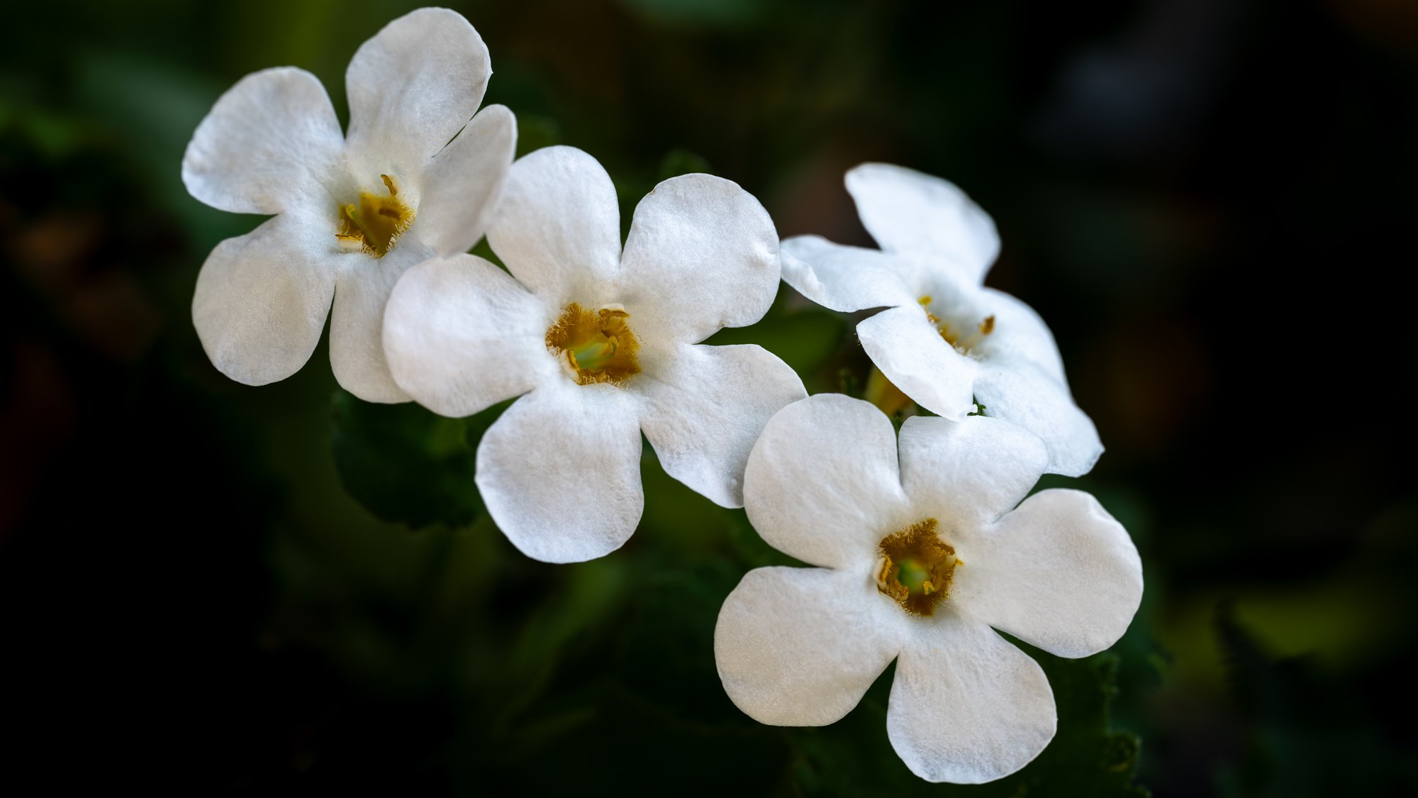 FLOWERS-11.jpg