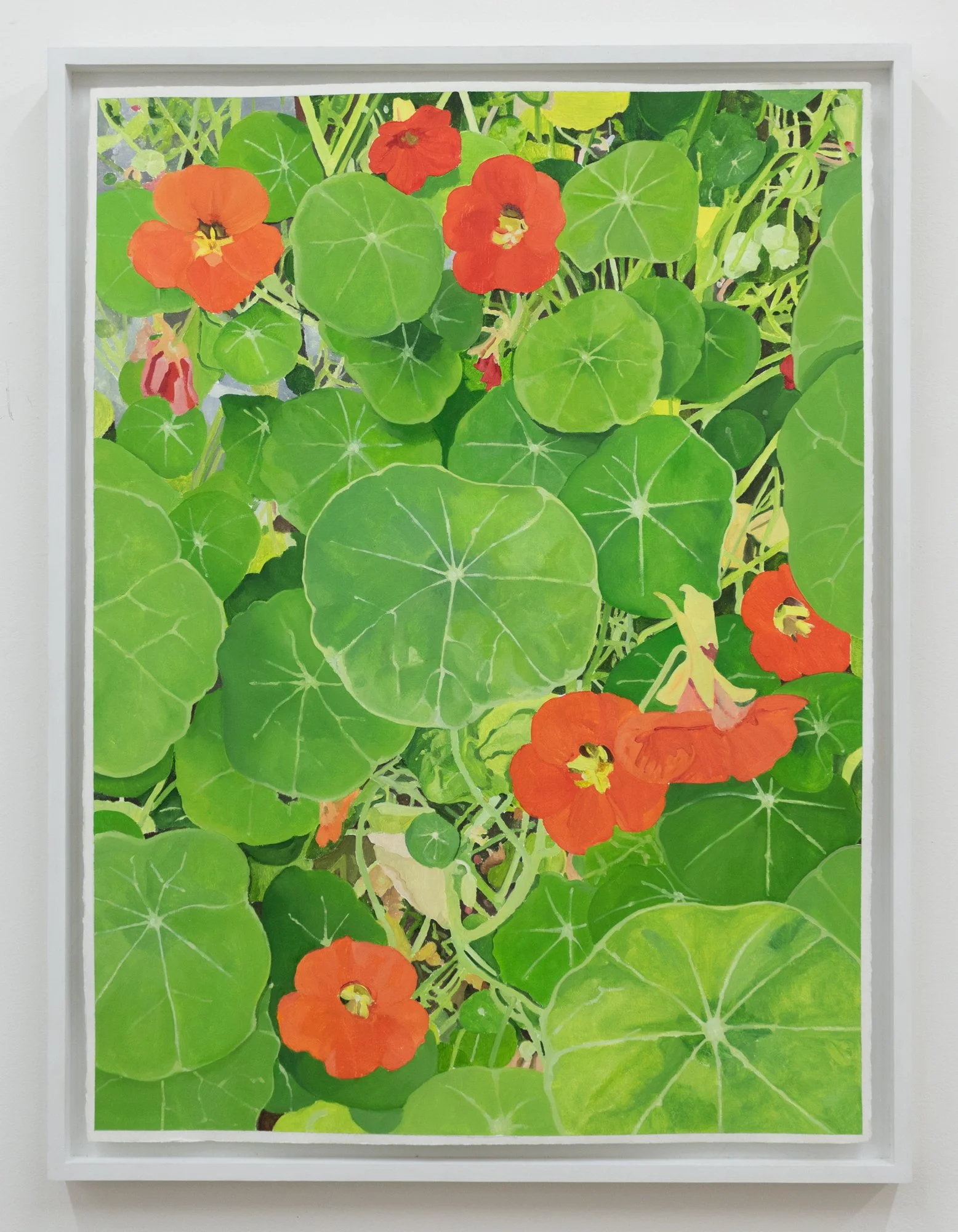 Nasturtium, 2025