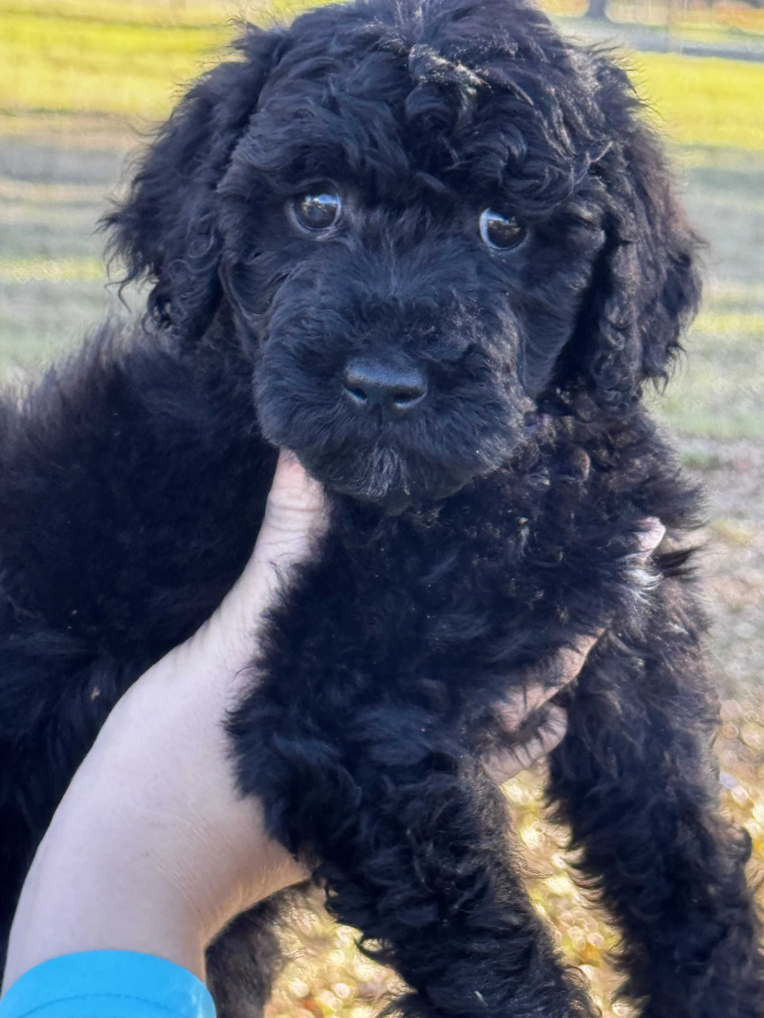 Close-up of a black curly-haired puppy being held outdoors with a blurred background.