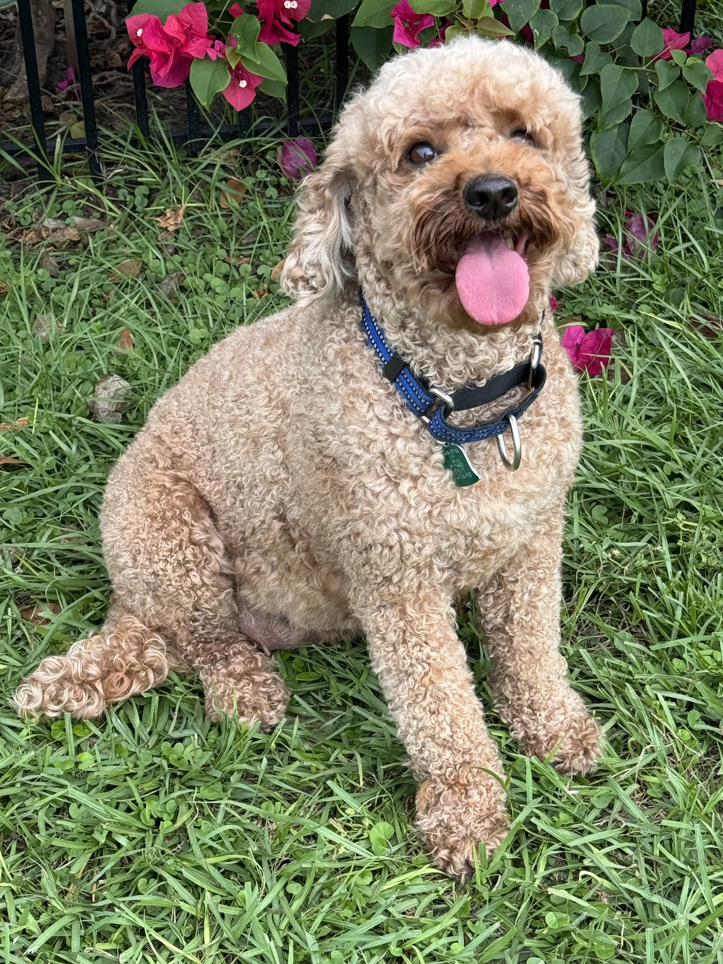 PEPPER