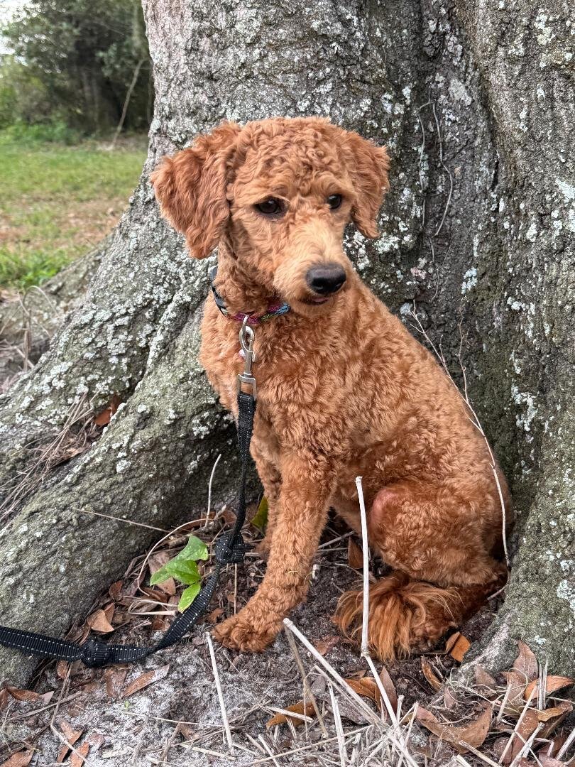 Are you the one? Could you be their family? We are looking for guardian families and your family maybe perfect. 
Consider this, a free mini goldendoodle. Yep. Free. Lets talk about the details later.
First we are looking for someone to provide us a h