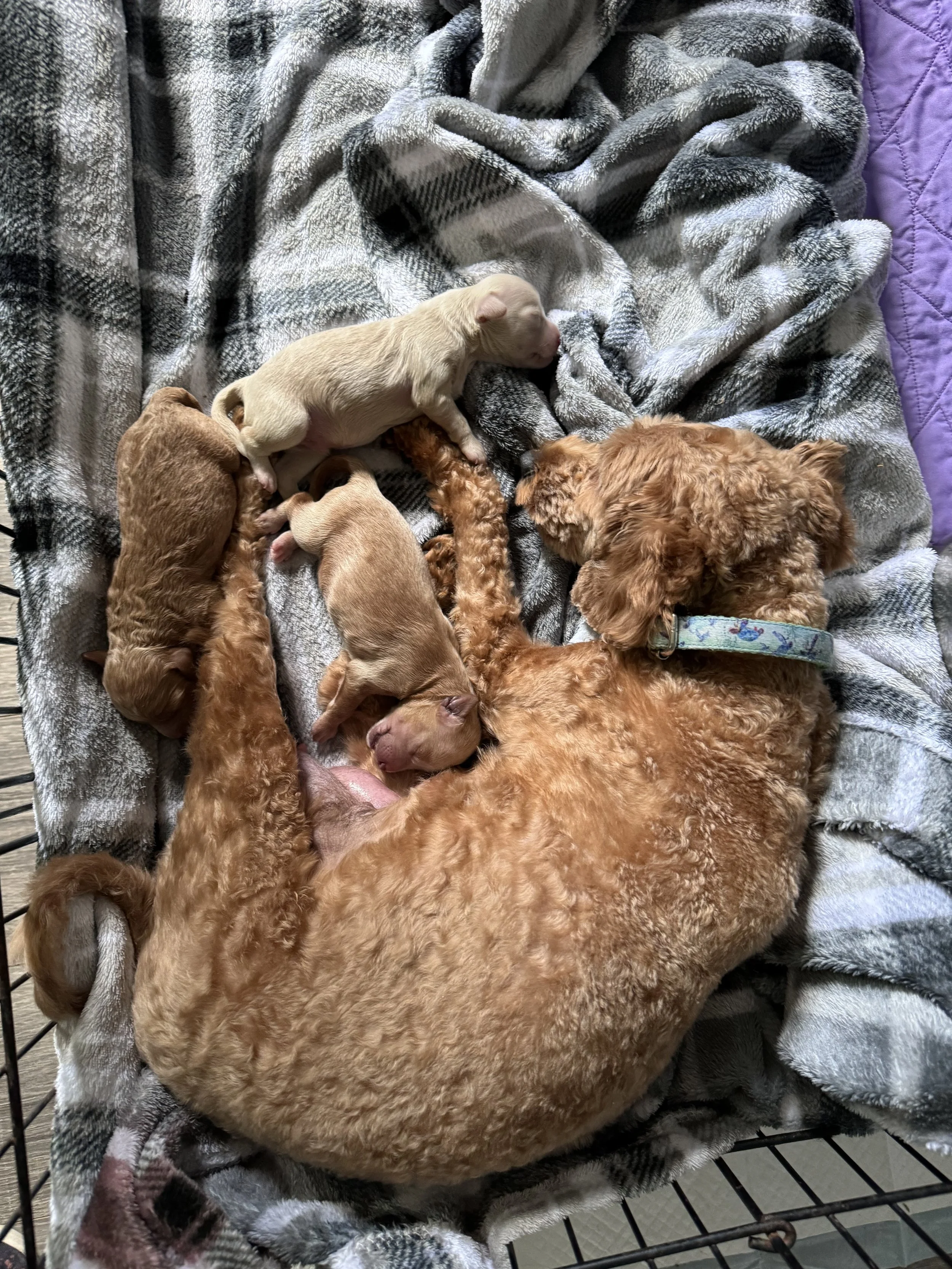 Current Availability