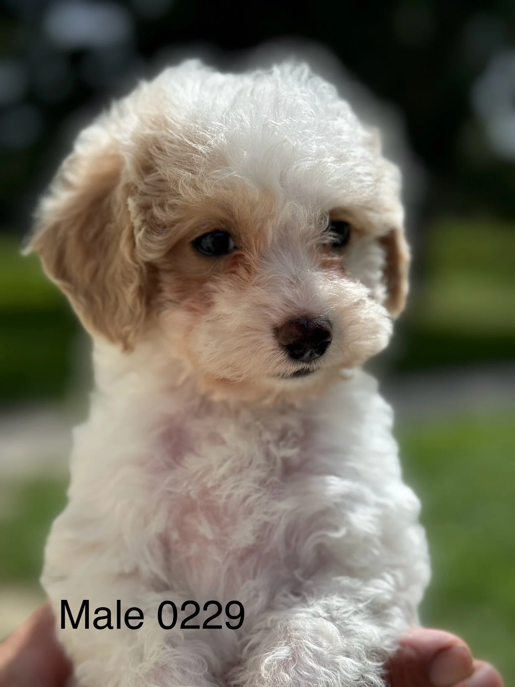 Micro-Mini Goldendoodles ready for the taking