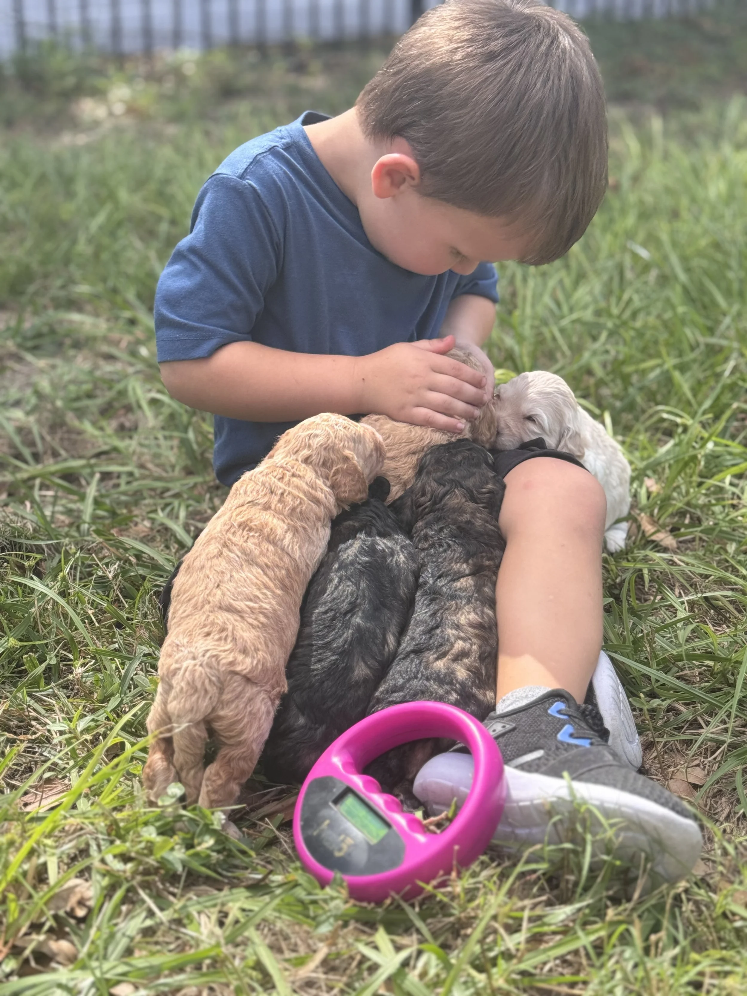 Available Goldendoodles