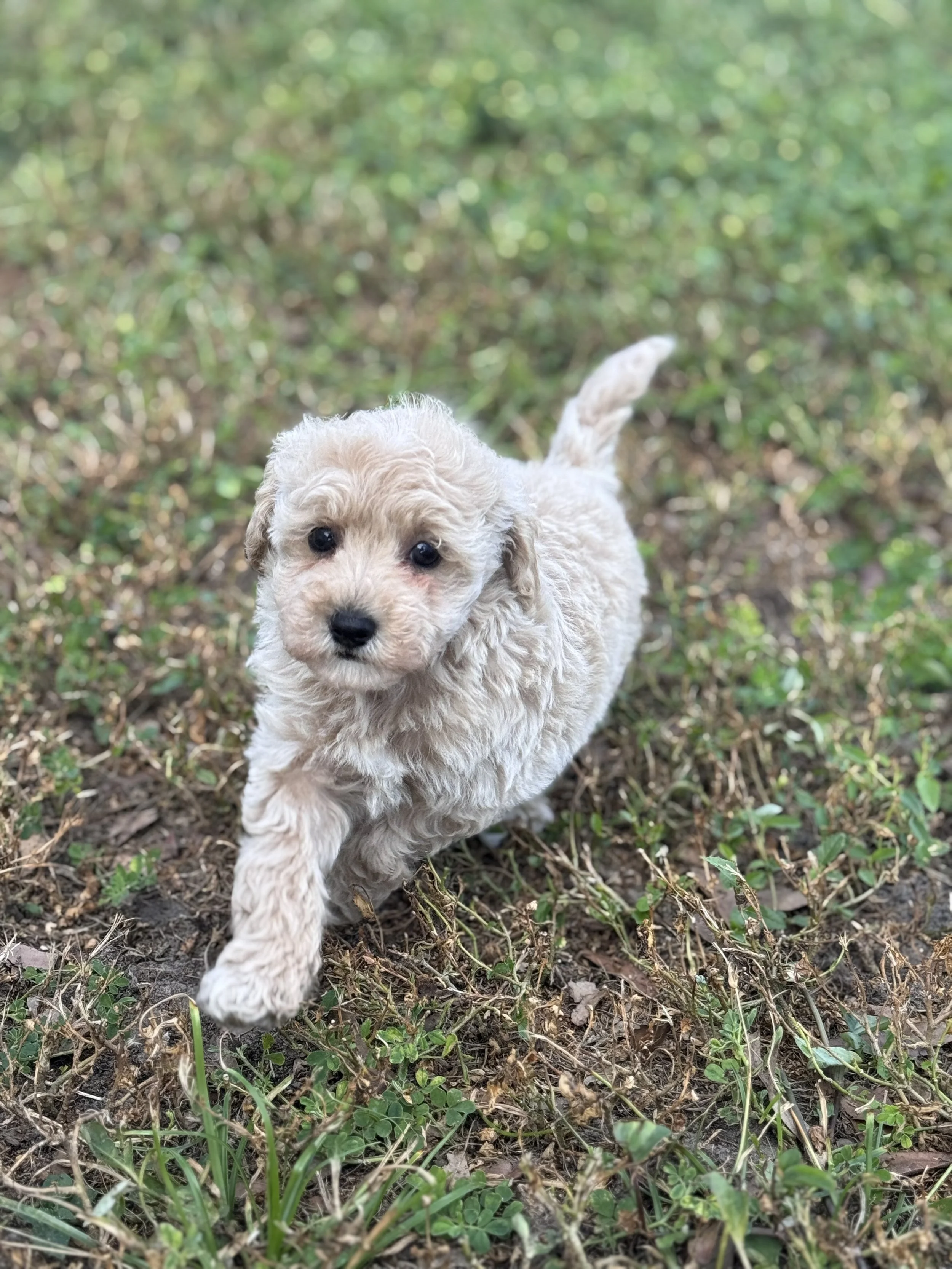 Micro-Mini Goldendoodles