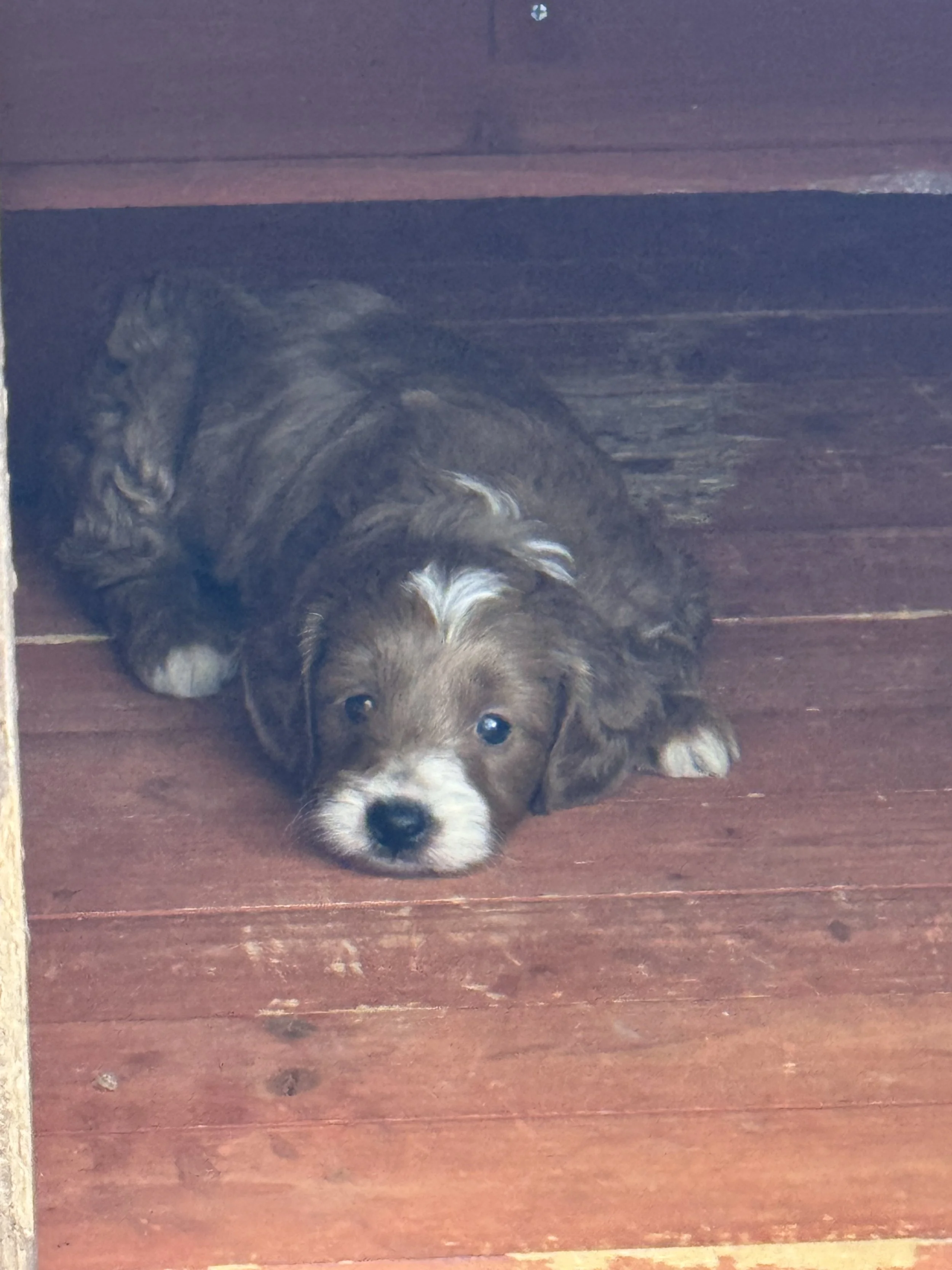 Advantages of owning a Goldendoodle