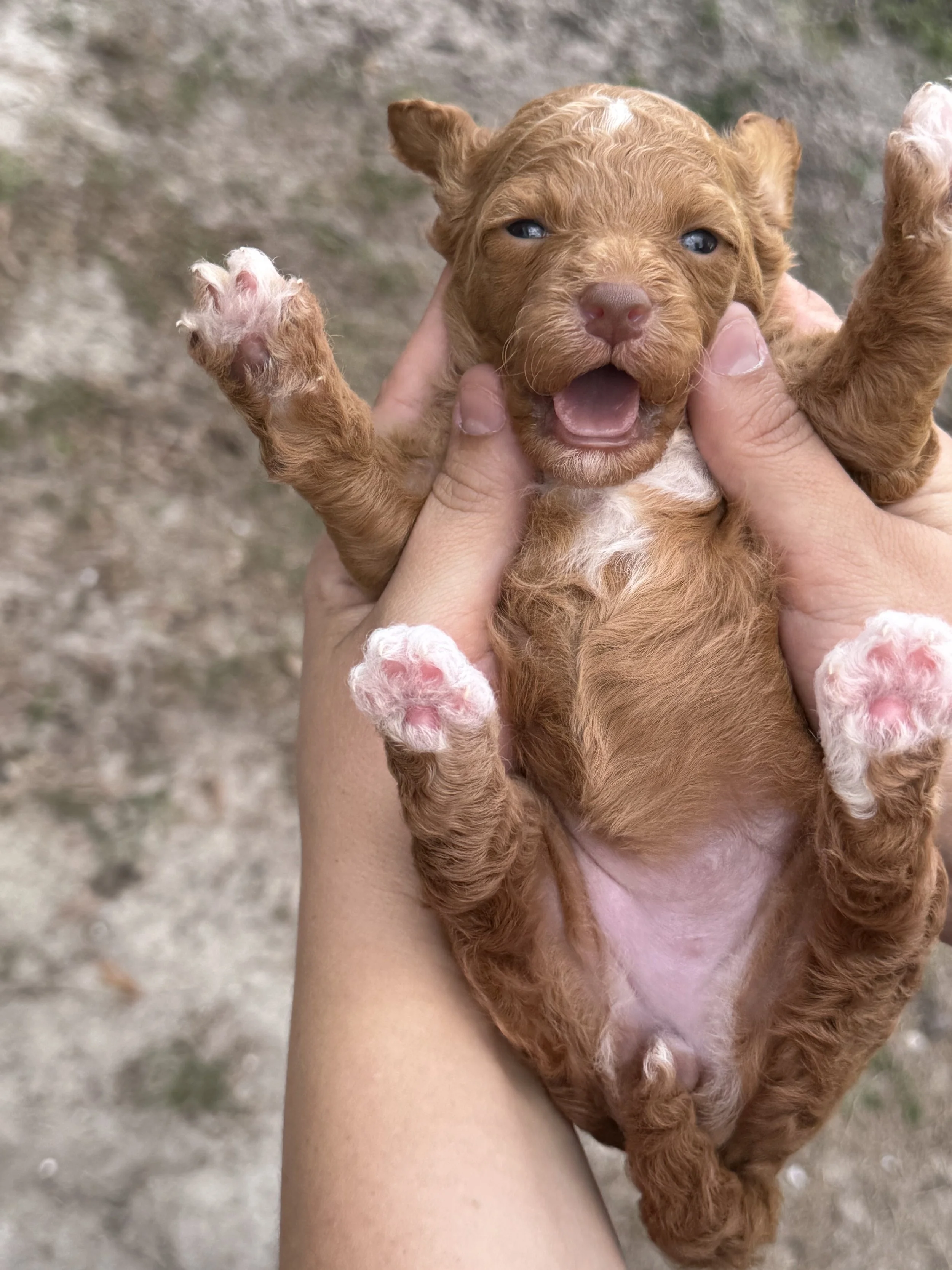 Beautiful Multigenerational Goldendoodles
