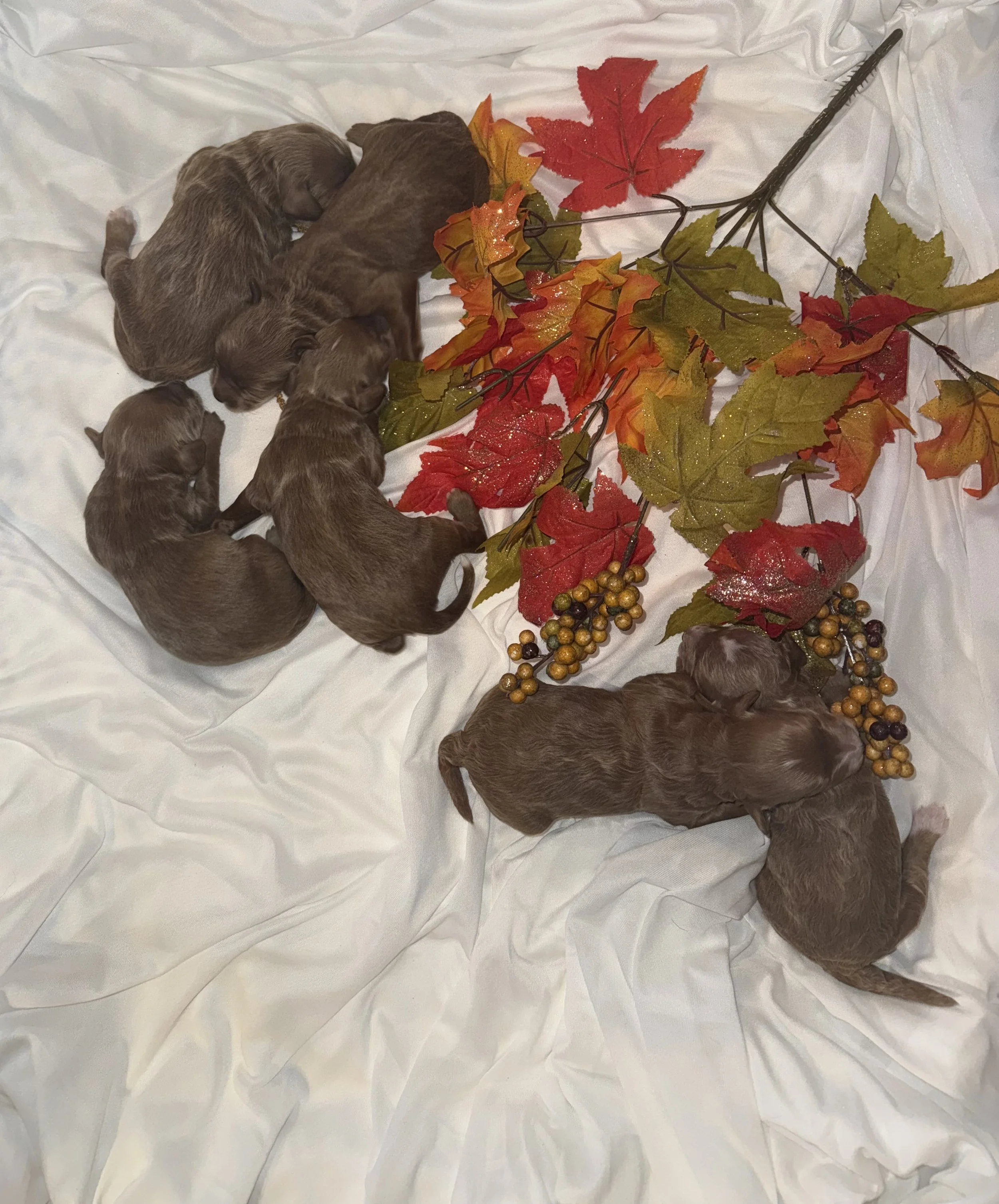 Christmas Puppies!!!