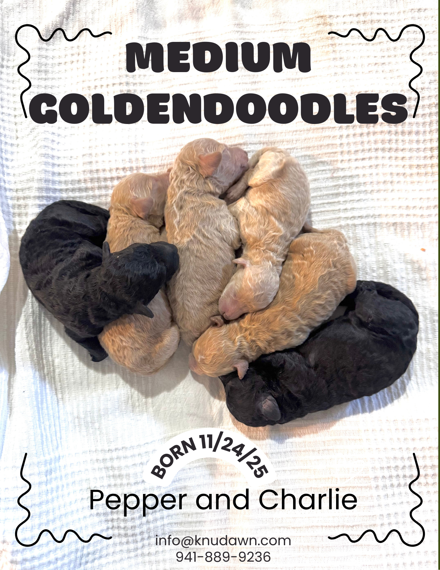 Medium Goldendoodles!!!