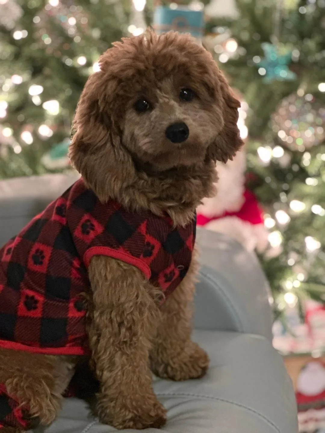 Mini Goldendoodles!!