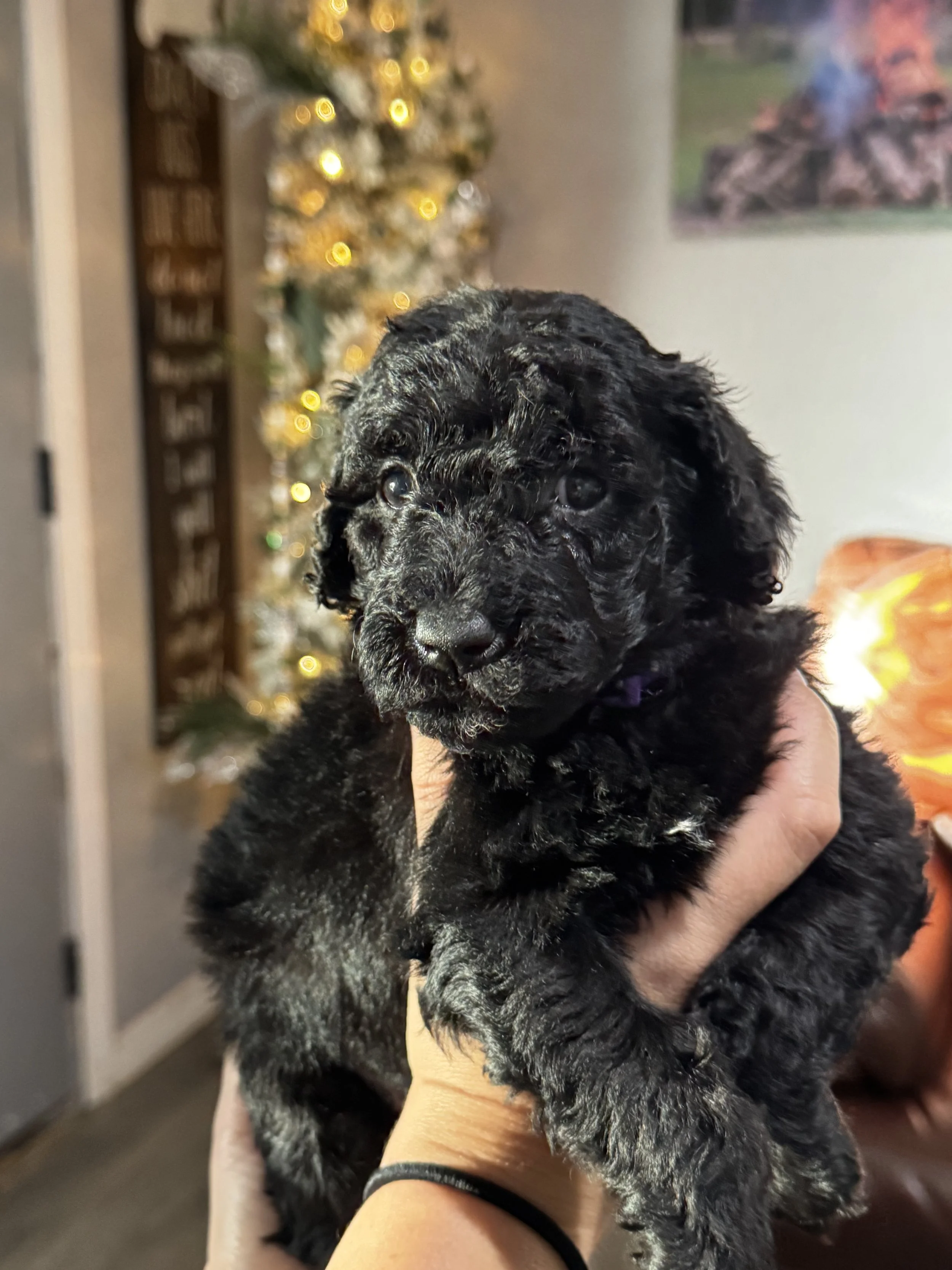 5 Weeks old! Almost ready to go home!!