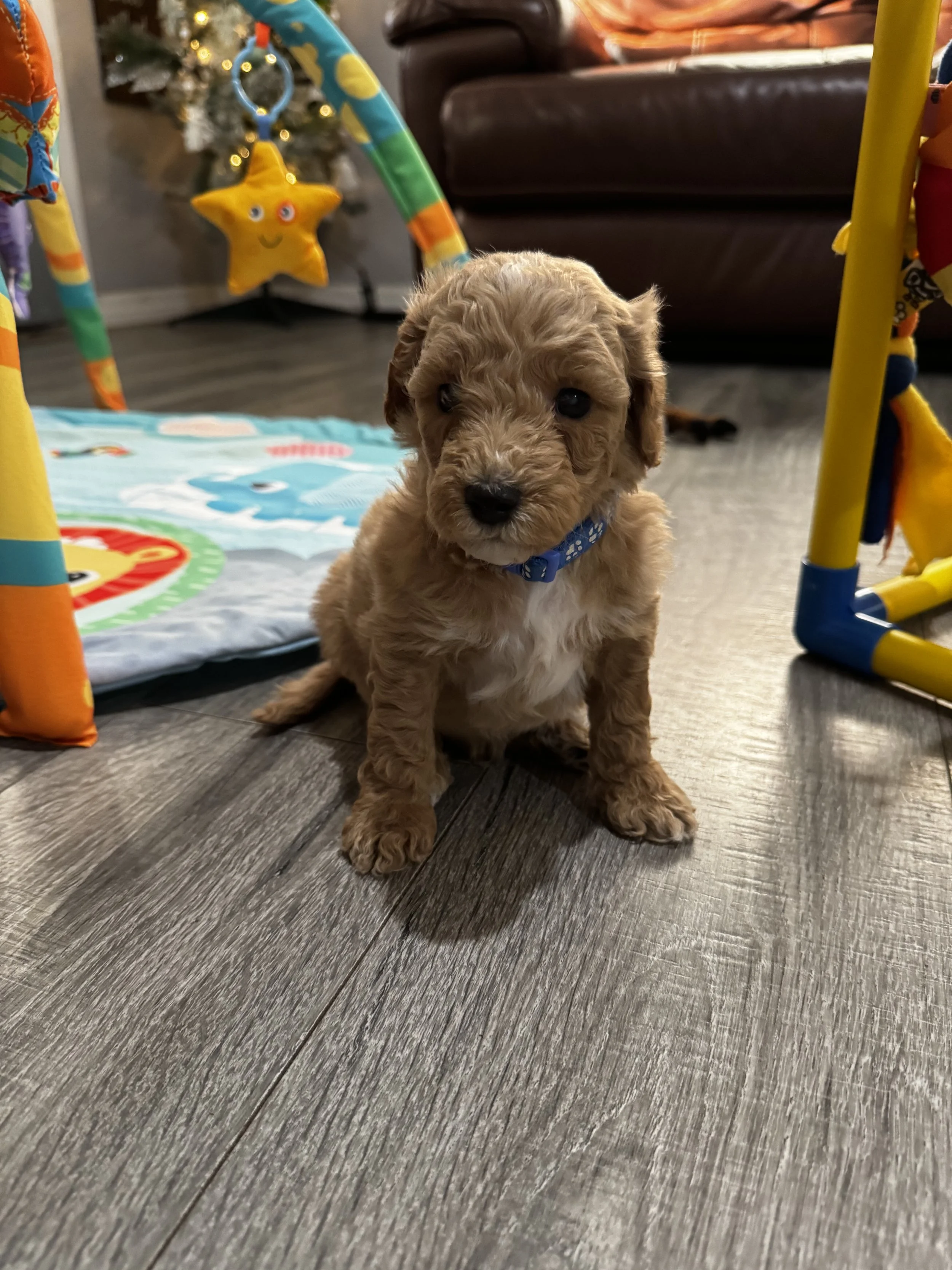 2 more Weeks until you can have your own Goldendoodle!!