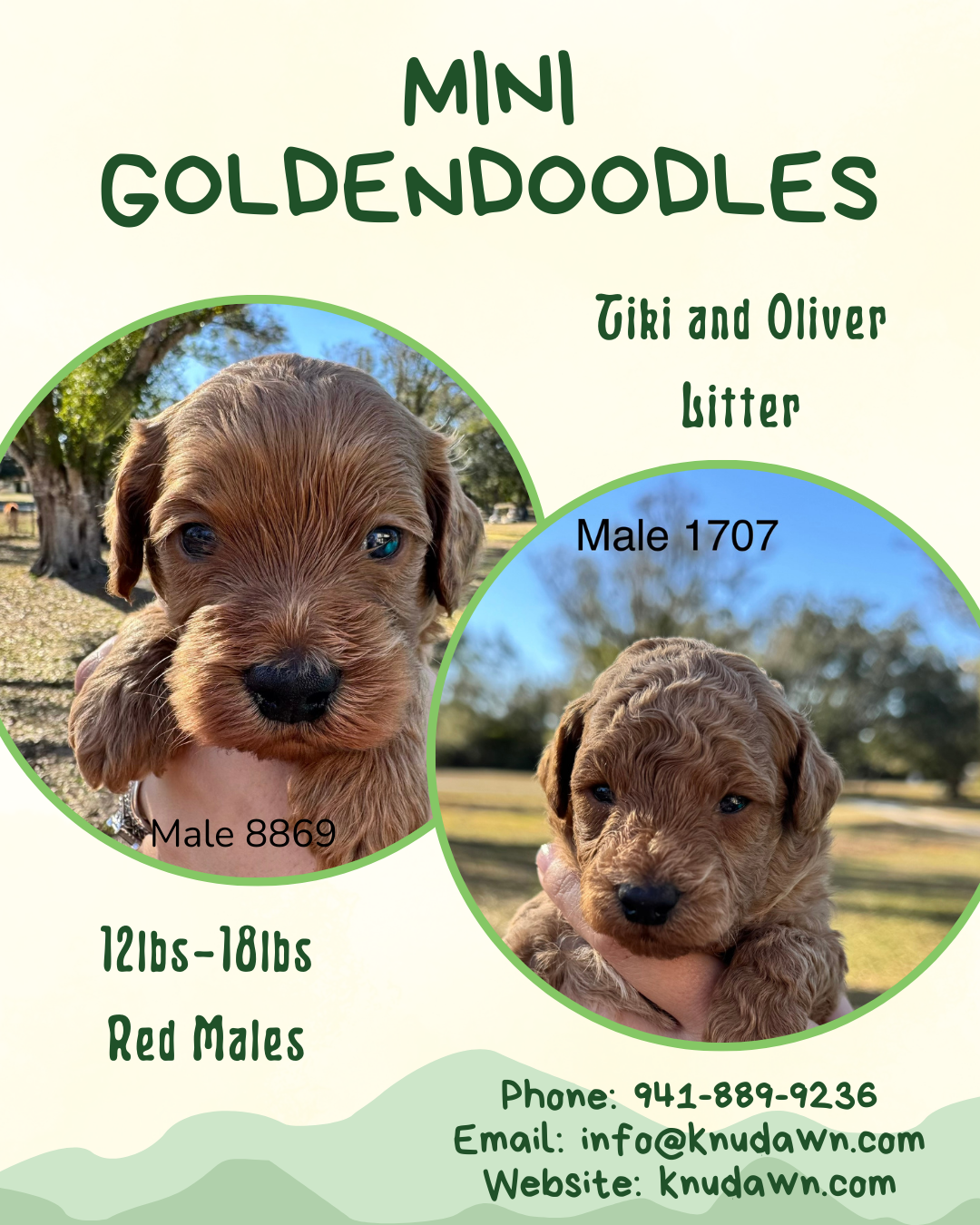 Mini Goldendoodles