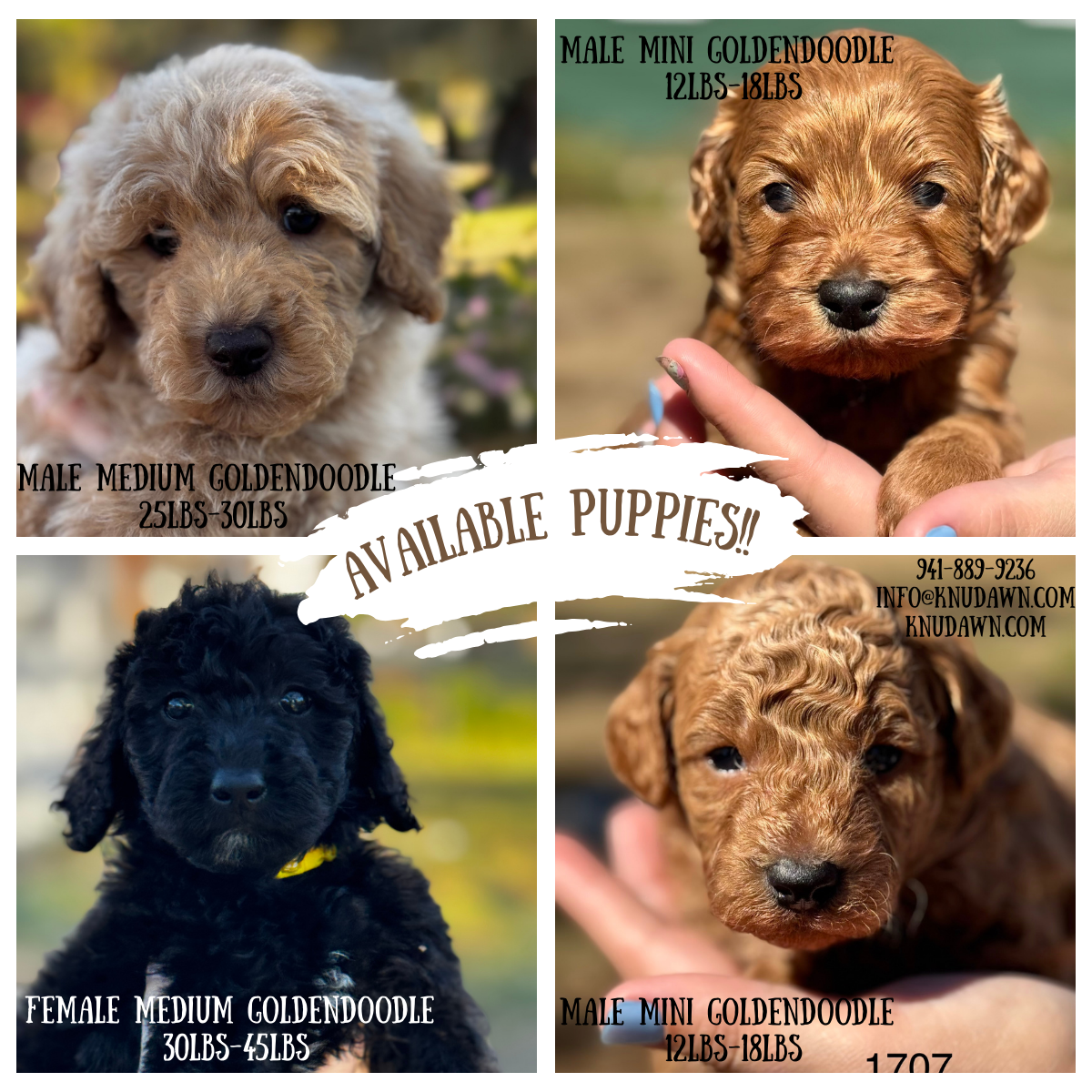 Mini and Medium Goldendoodles!!