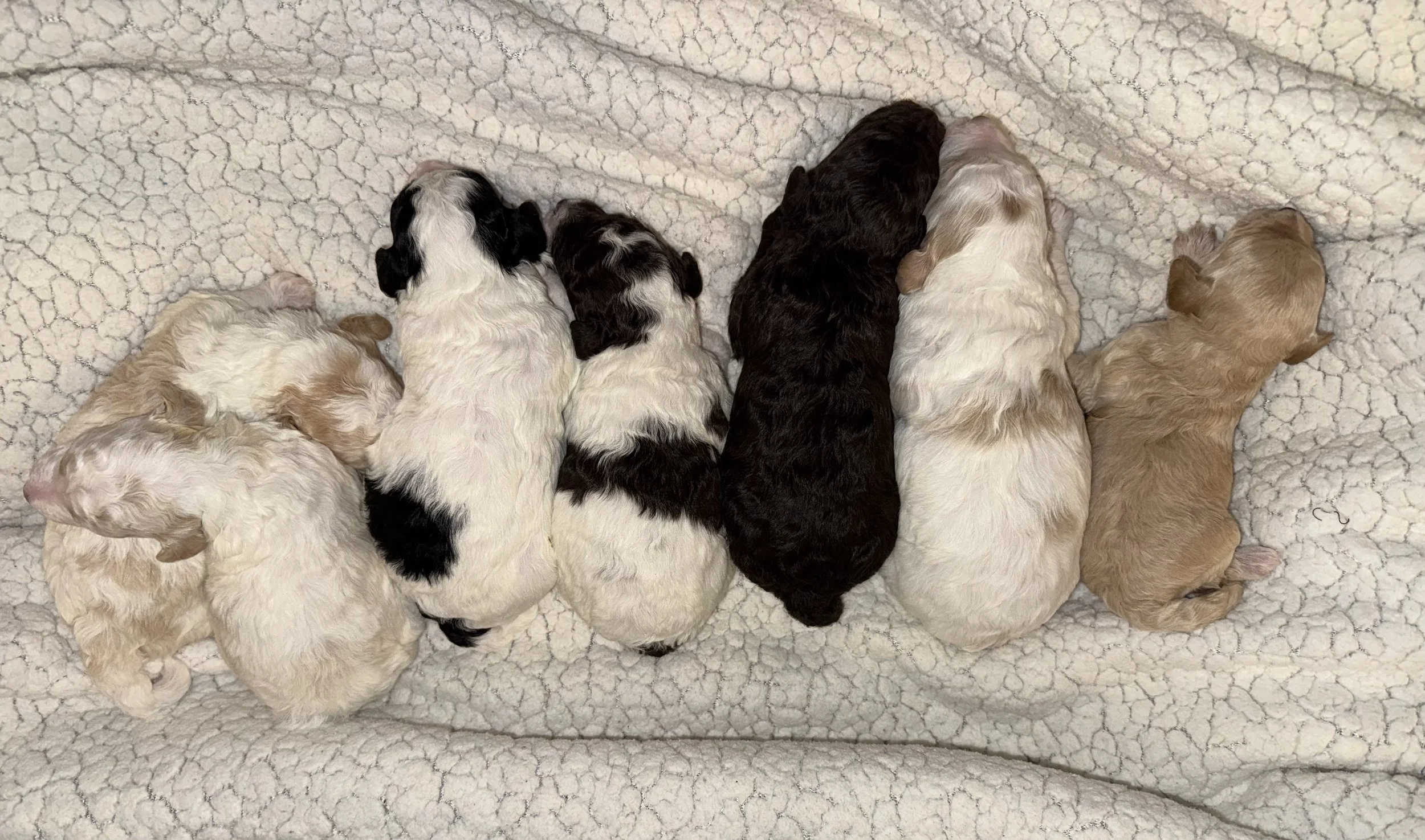 Micro Goldendoodles!!