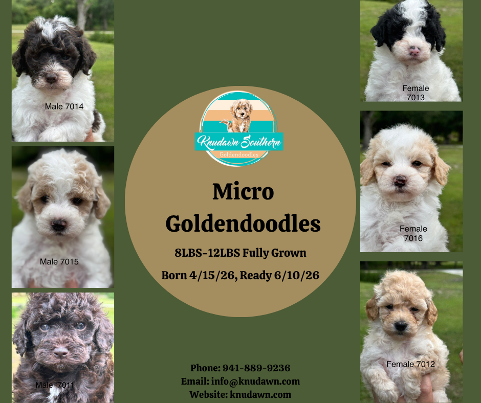 Micro Golendoodles!