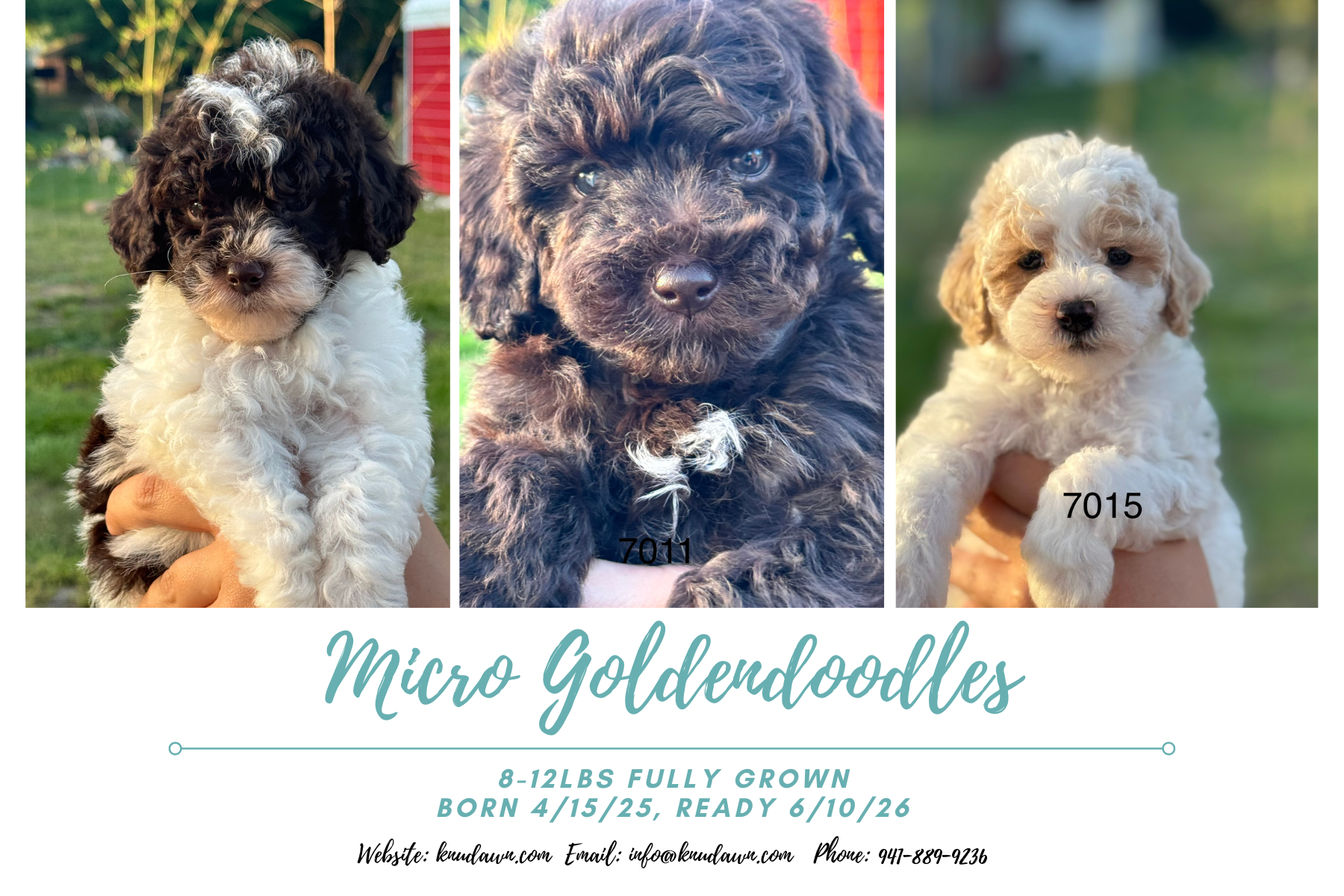 Male Micro Goldendoodle Puppies!!