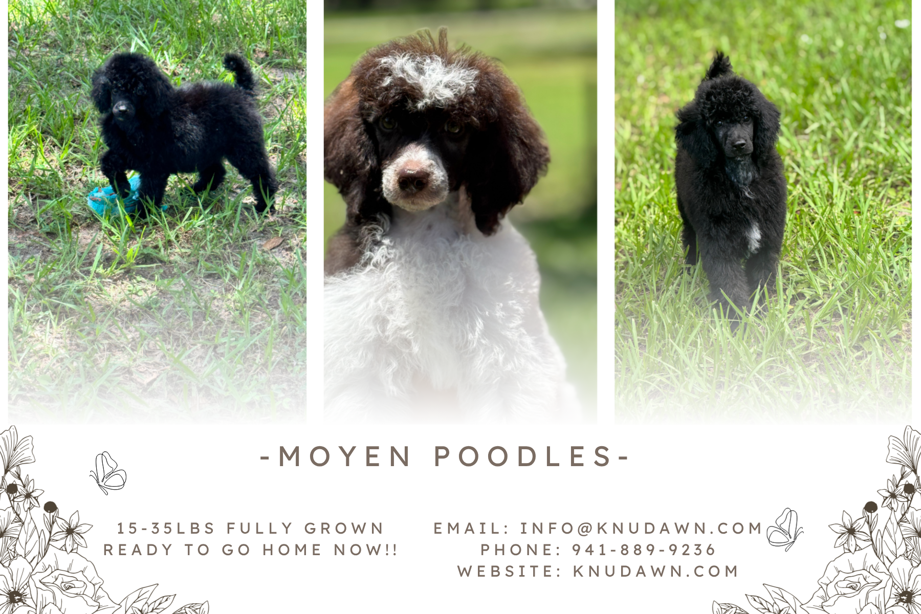 Poodles!!