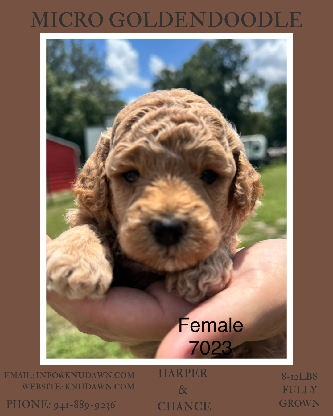 Micro Goldendoodle!!